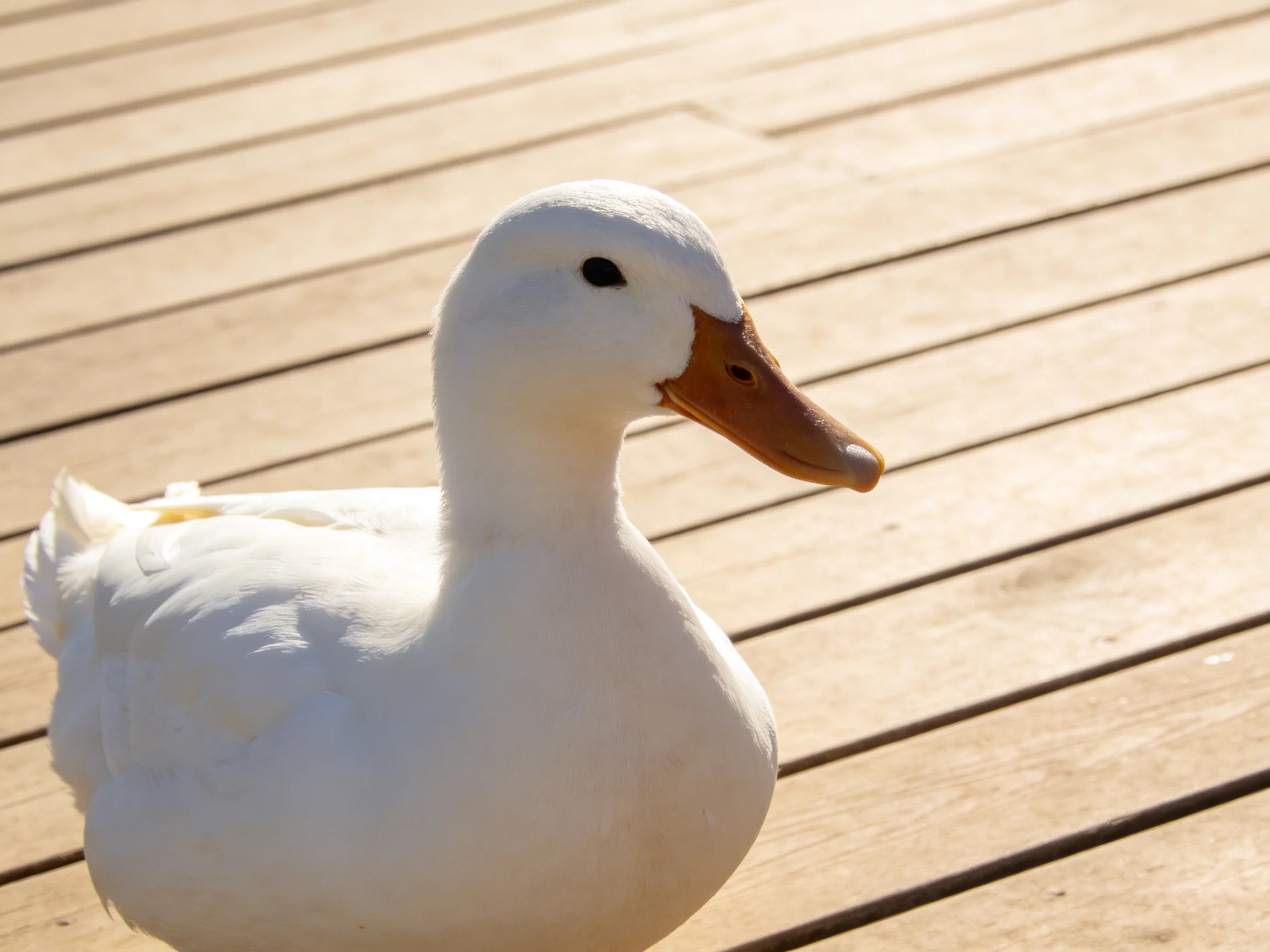 White duck with brown beak on light wooden planks