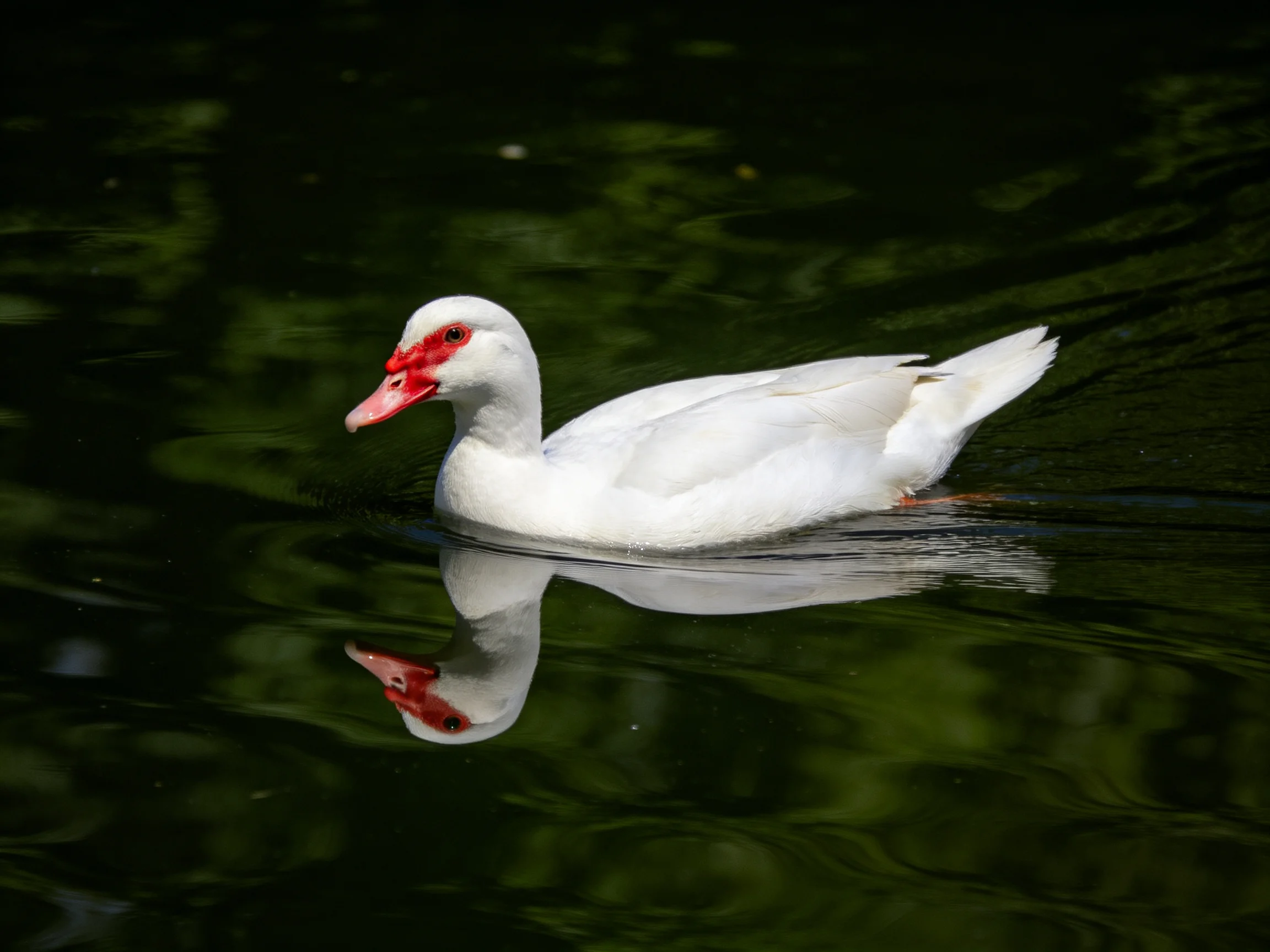 White duck with red beak swims in dark water
