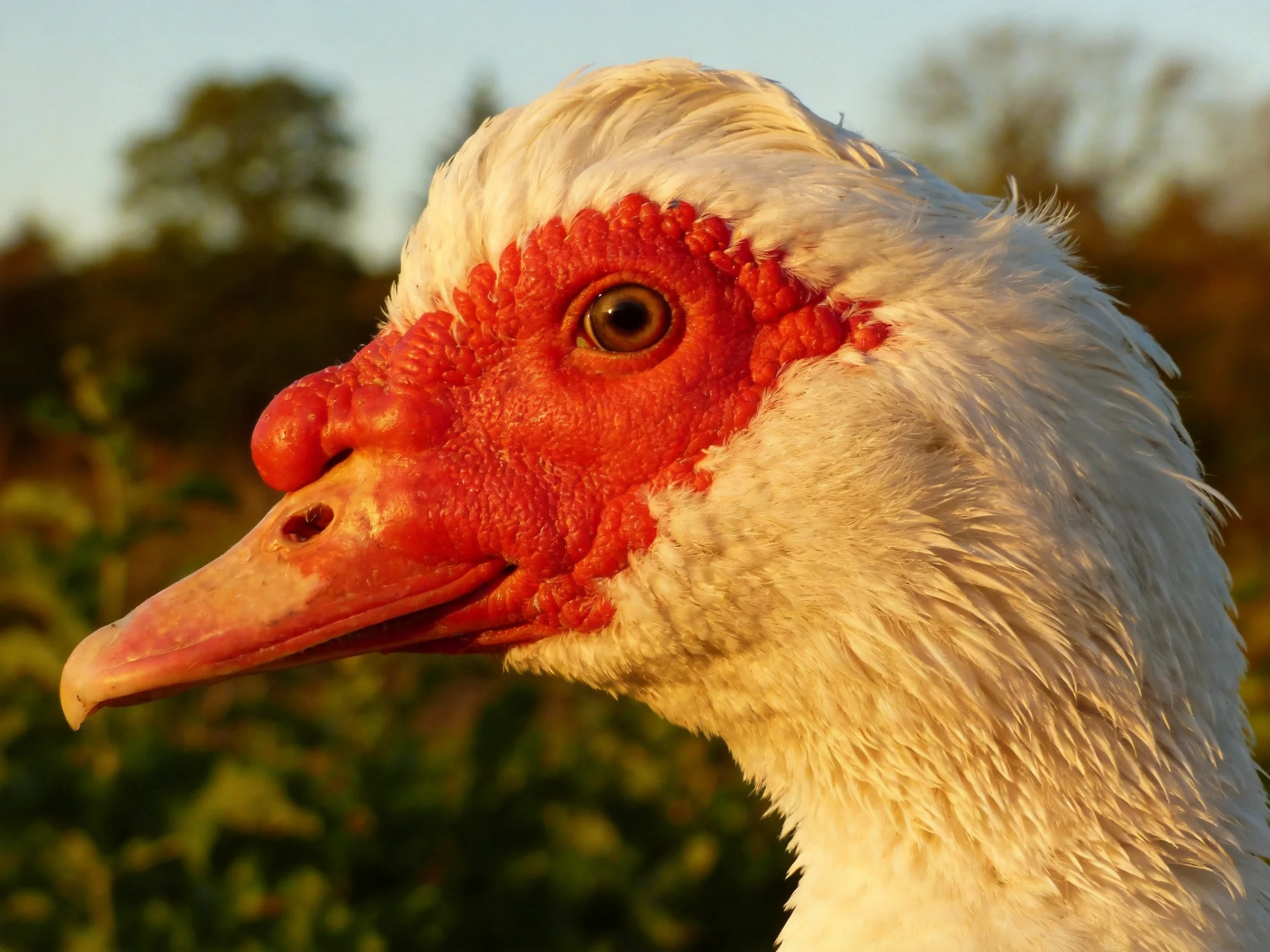 White-feathered duck with bright red facial skin in natural daylight