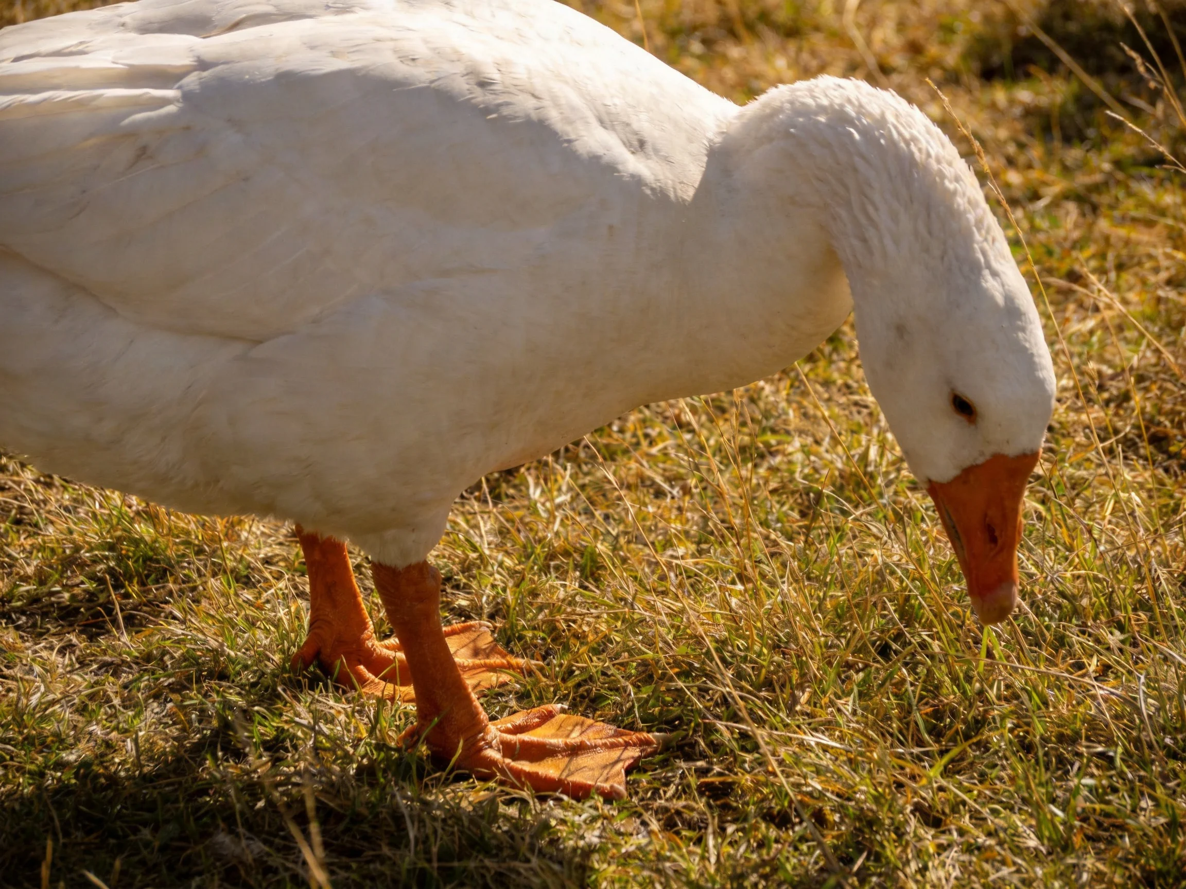White goose foraging in sunlit, golden-hued grass