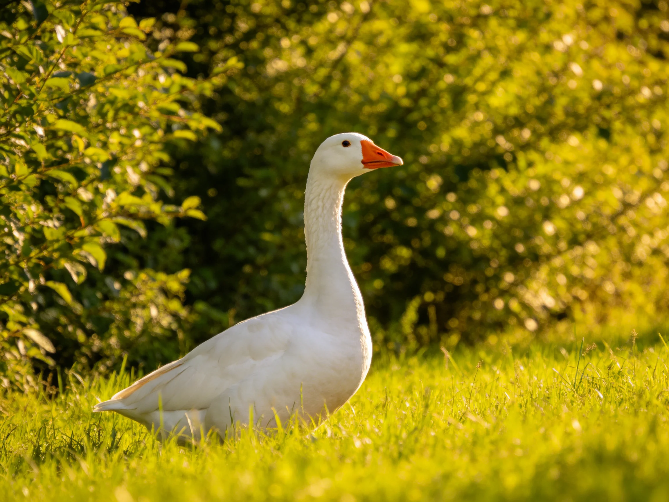 White goose stands on green grass amid sunlit foliage