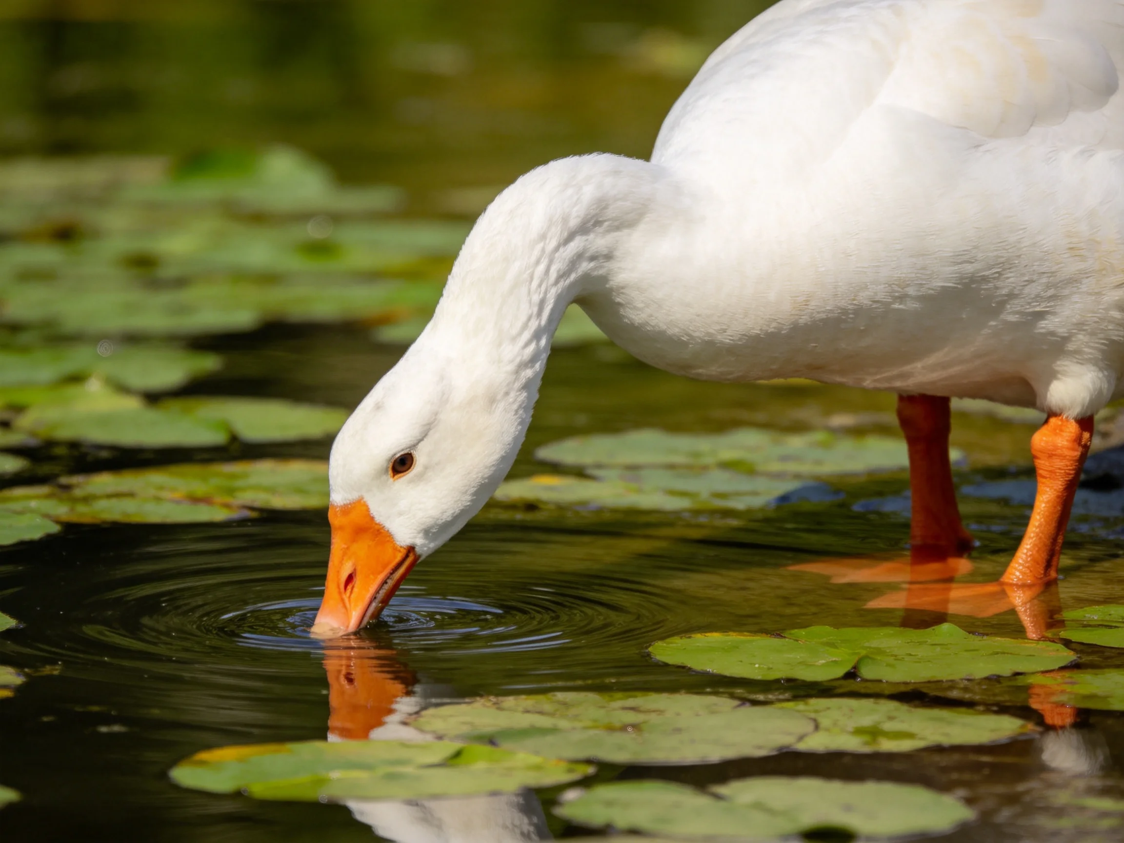 White goose with orange beak drinking from pond with green lily pads