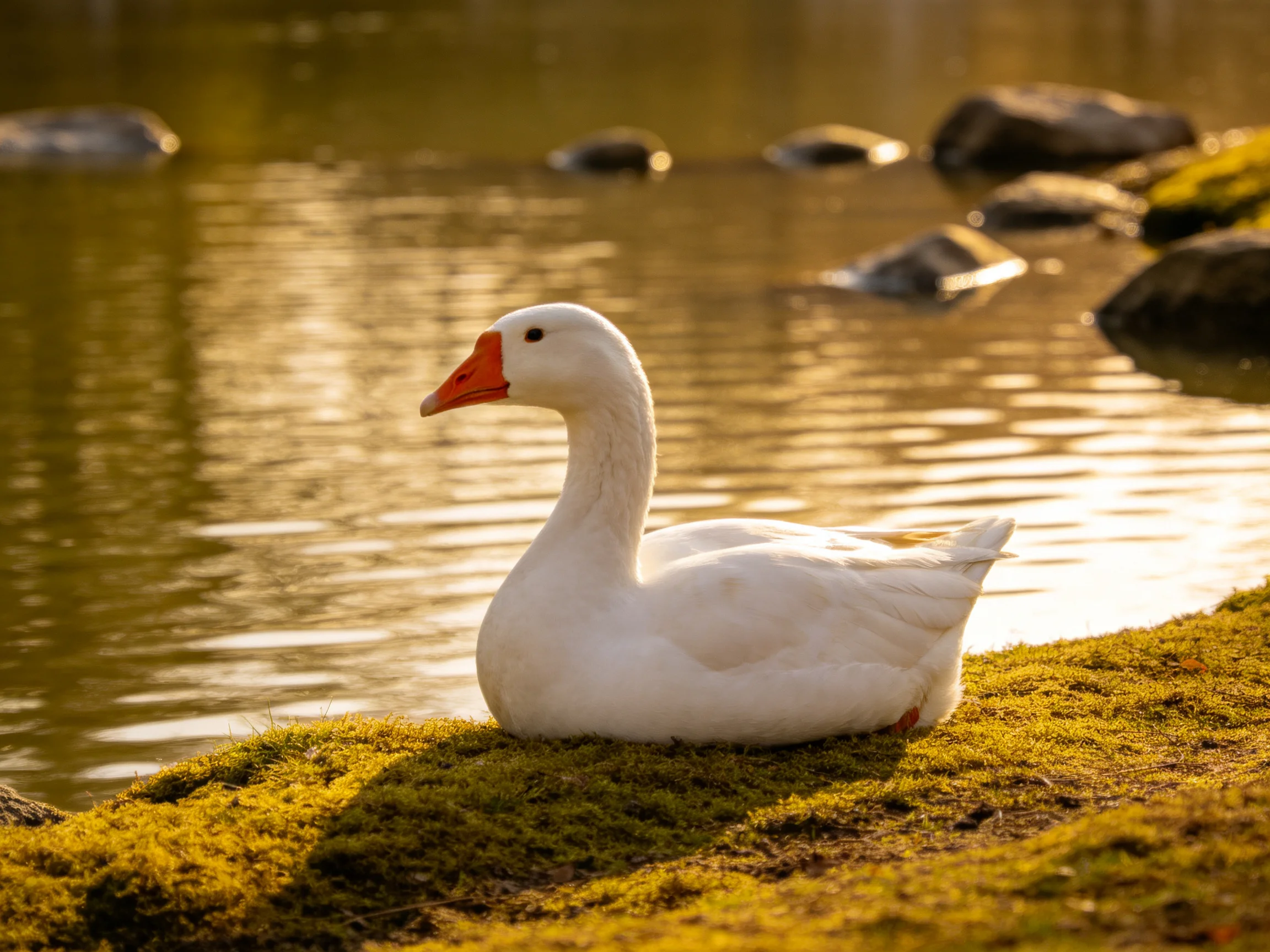White goose with orange beak on mossy ground by calm waters with rocks