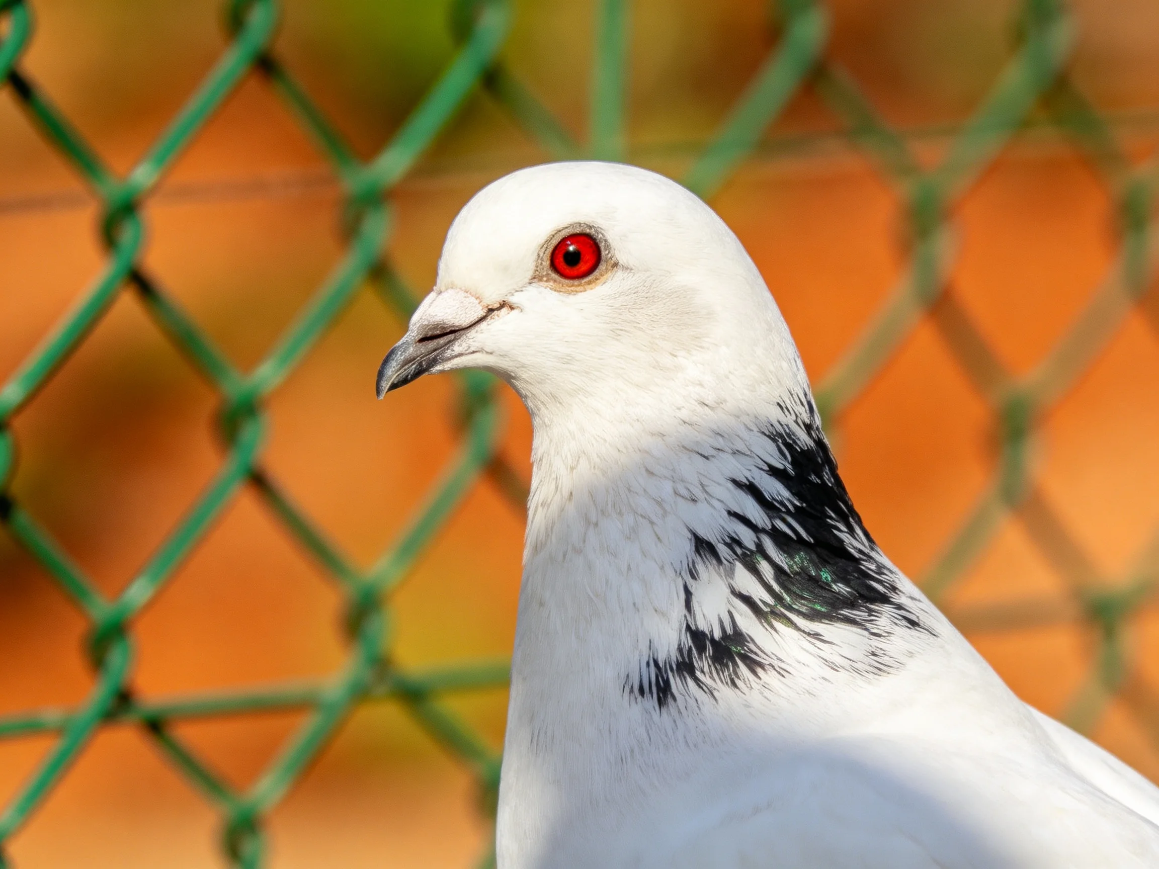 White pigeon with black neck markings near green chain-link fence