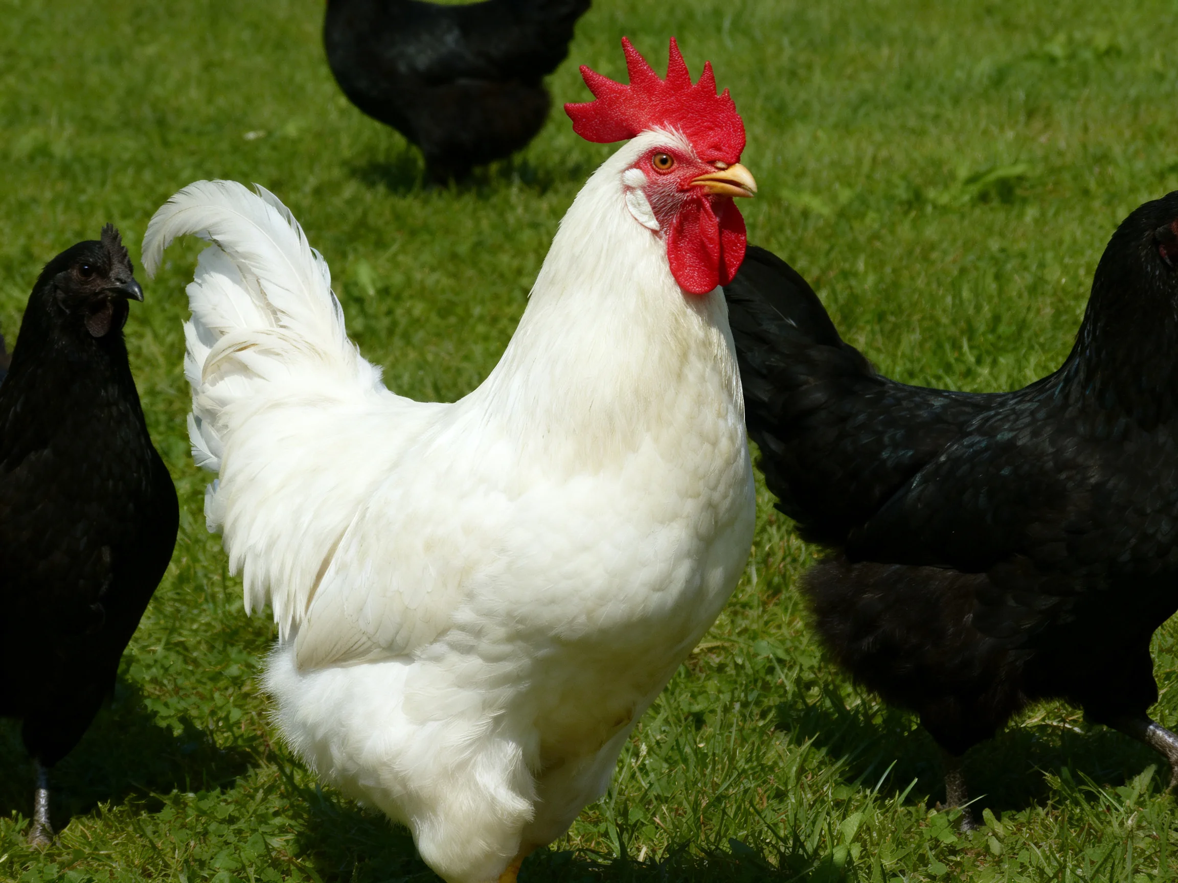 White rooster with red comb among black chickens on green grass