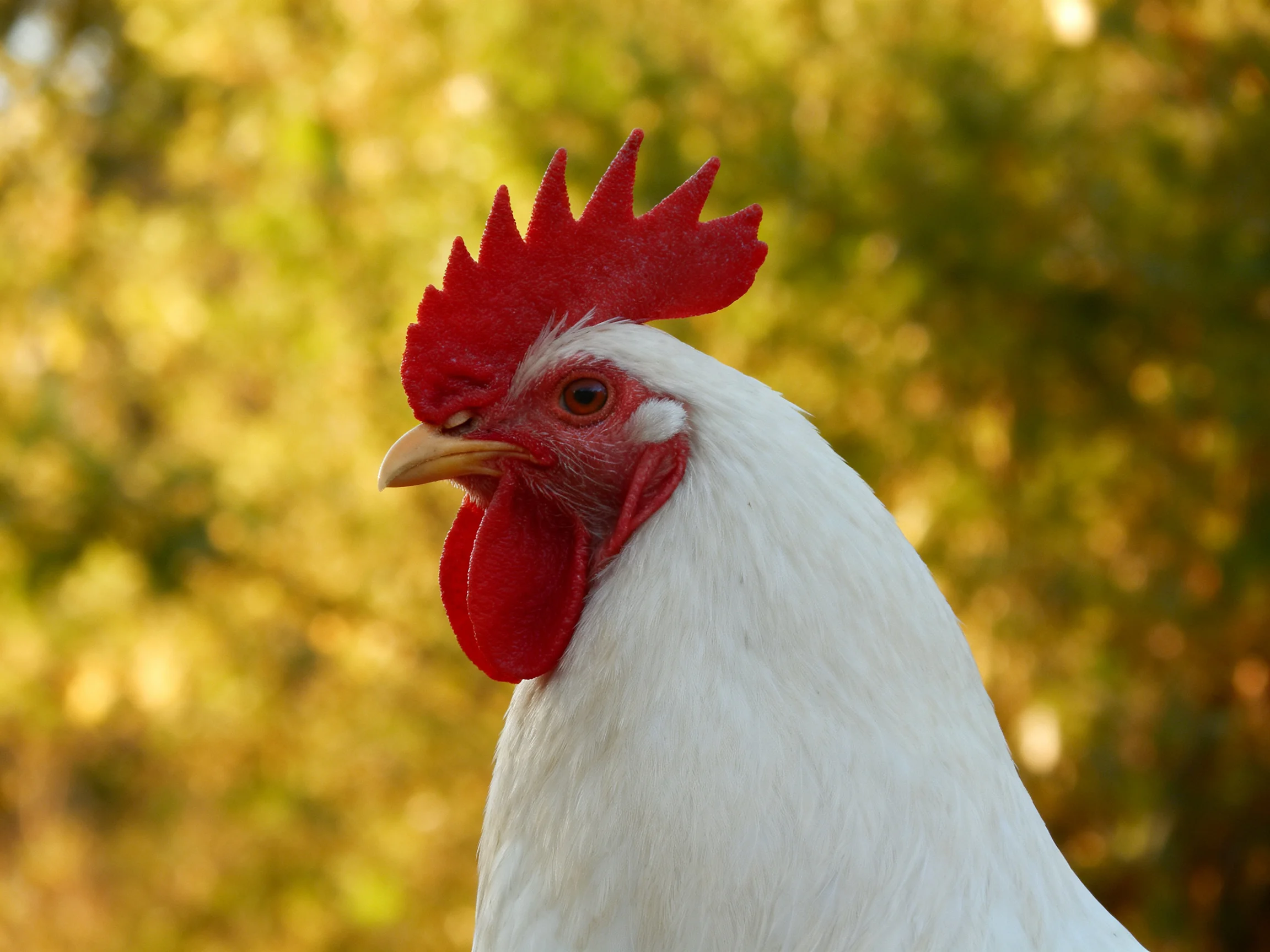 A white rooster with red facial features stands out against a blurred green background.