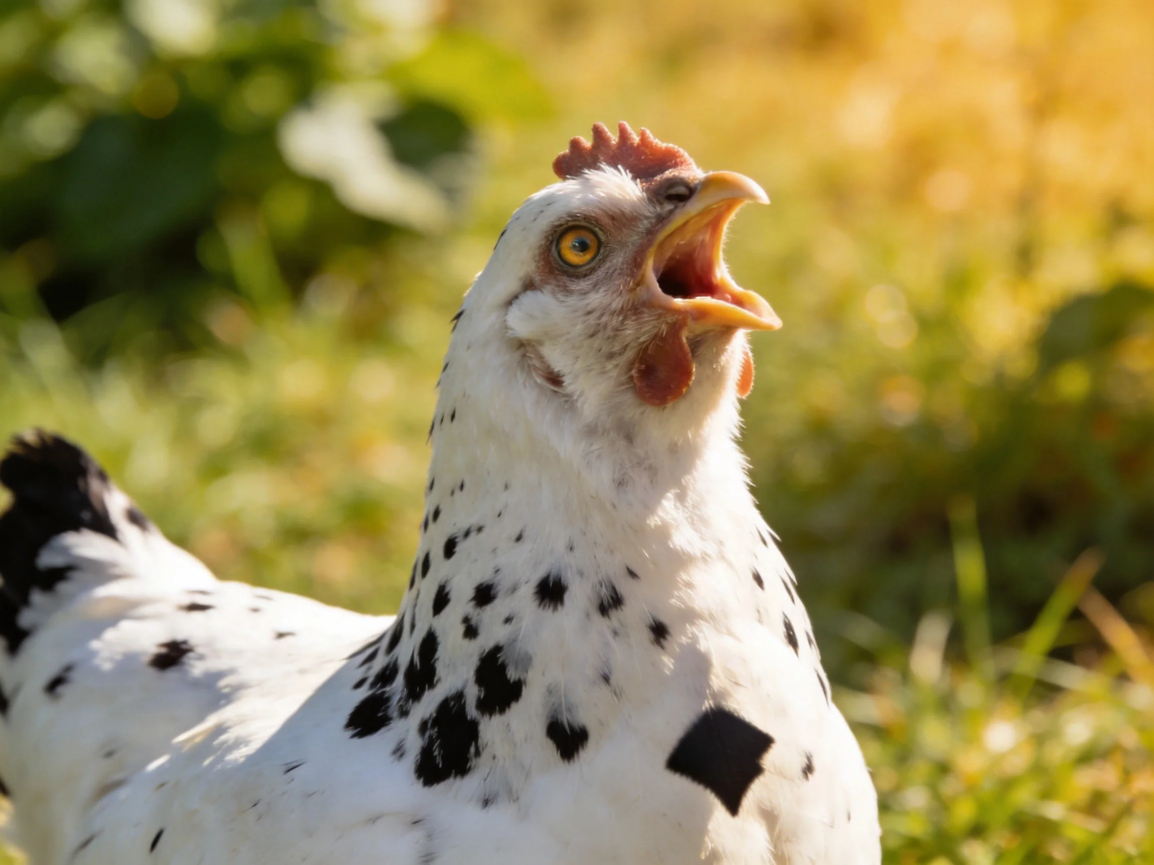 White-spotted chicken with open beak in sunlit grassy field
