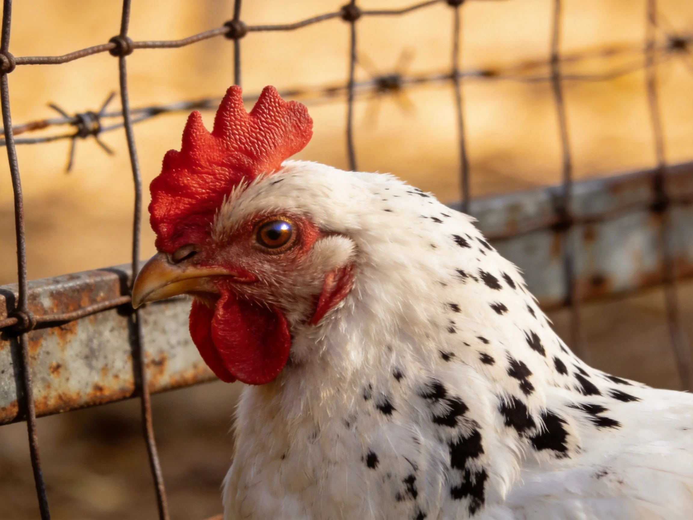 A white-spotted chicken with red comb is near a rusty wire fence.