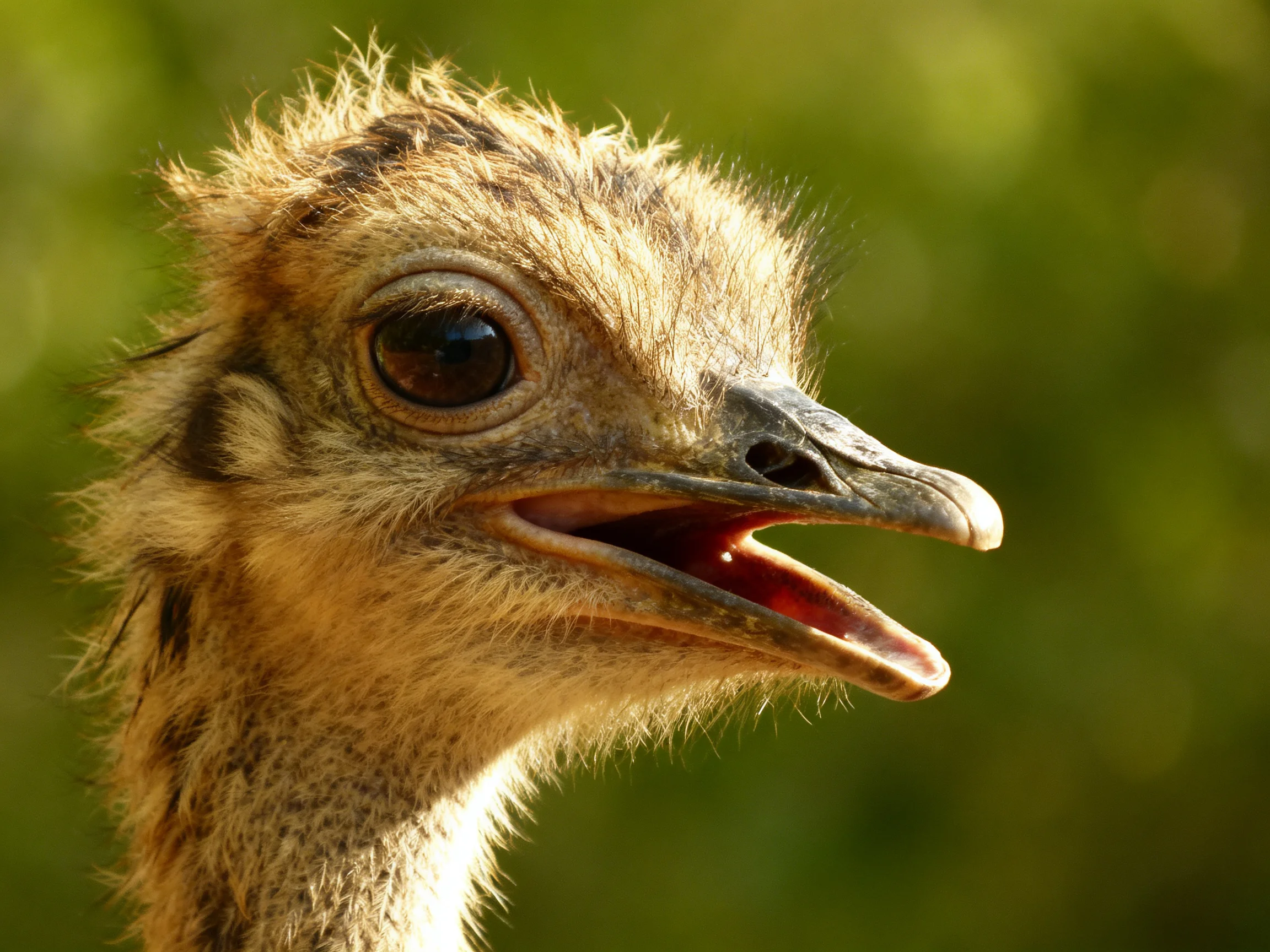 Close - up of a young bird with an open beak in a natural environment.
