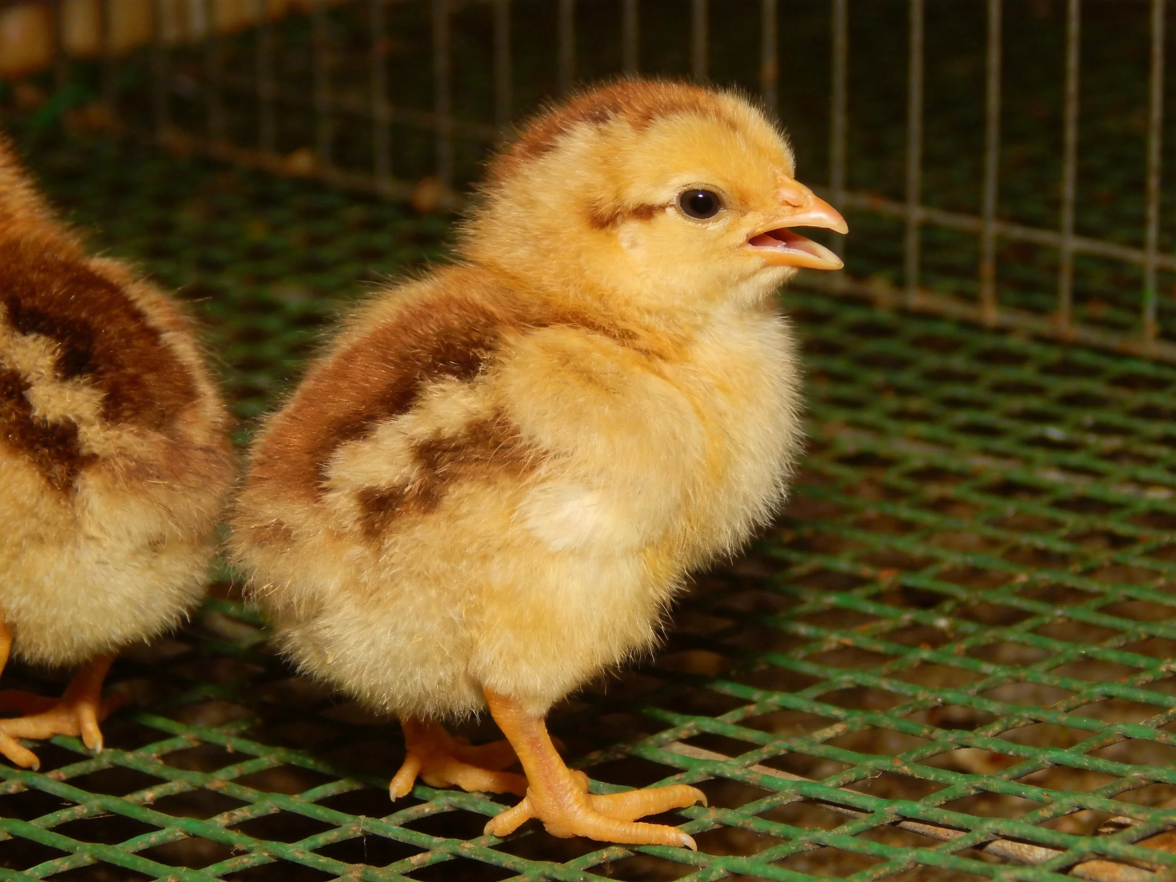 Young brown and yellow chicks standing on a green wire mesh surface
