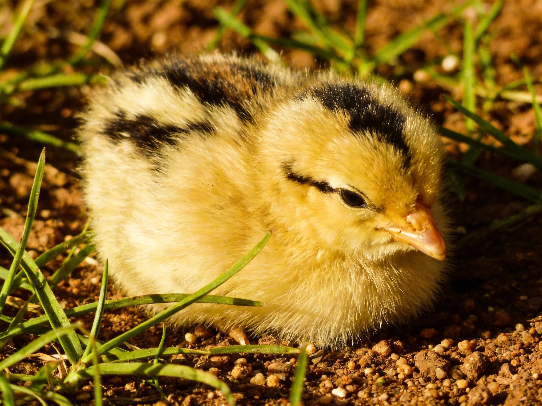 Young chick with yellow and black plumage resting on brown soil among green blades