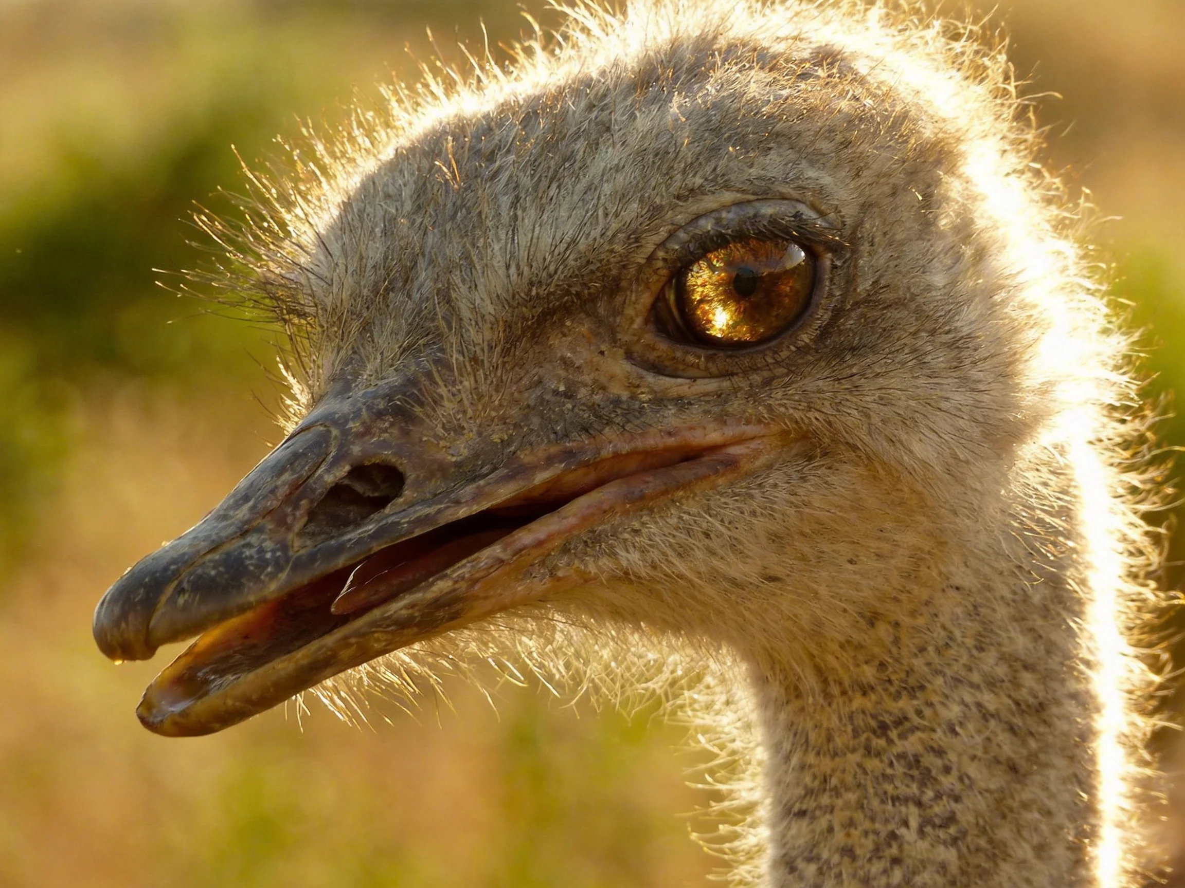 Young ostrich chick with soft gray down and golden backlighting