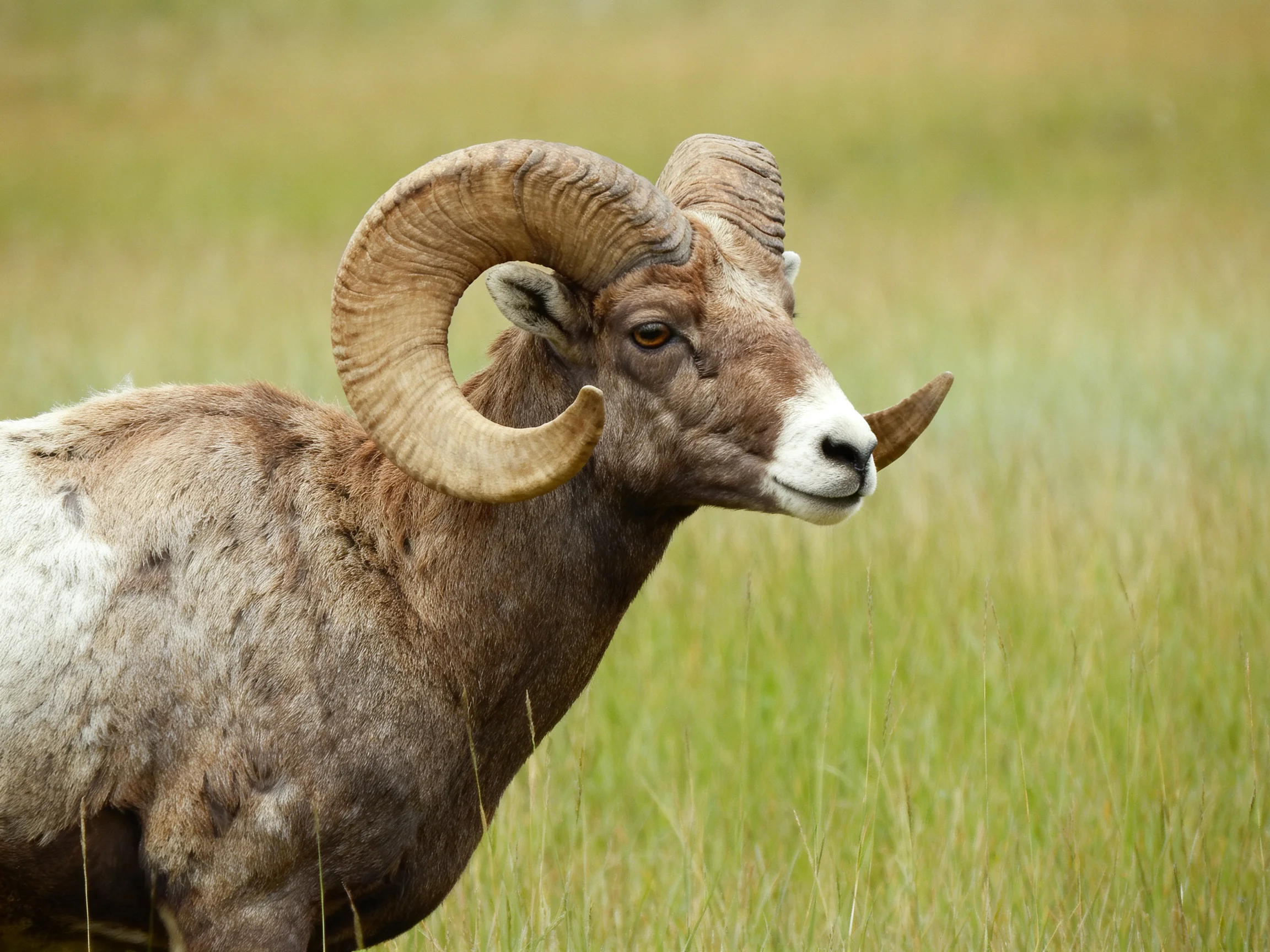 A Bighorn Sheep With Massive Curved Horns in Lush Green Field