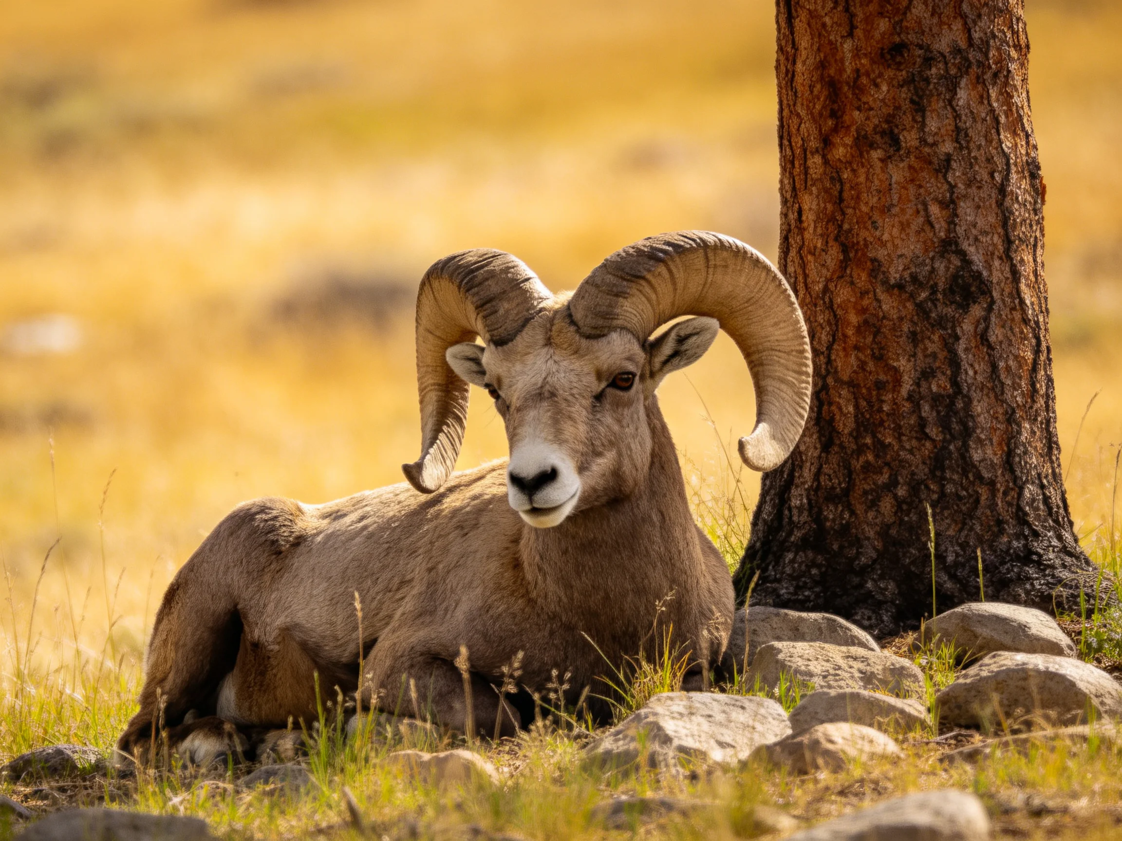 A bighorn ram rests beside a tree in a golden meadow