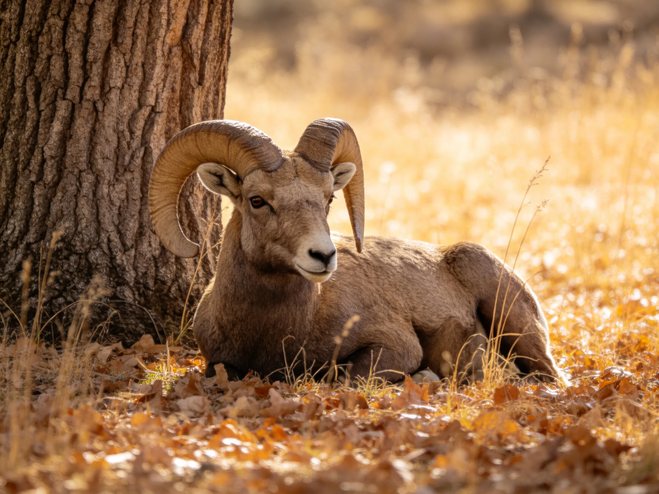 A bighorn ram rests by a large tree in golden autumn scenery