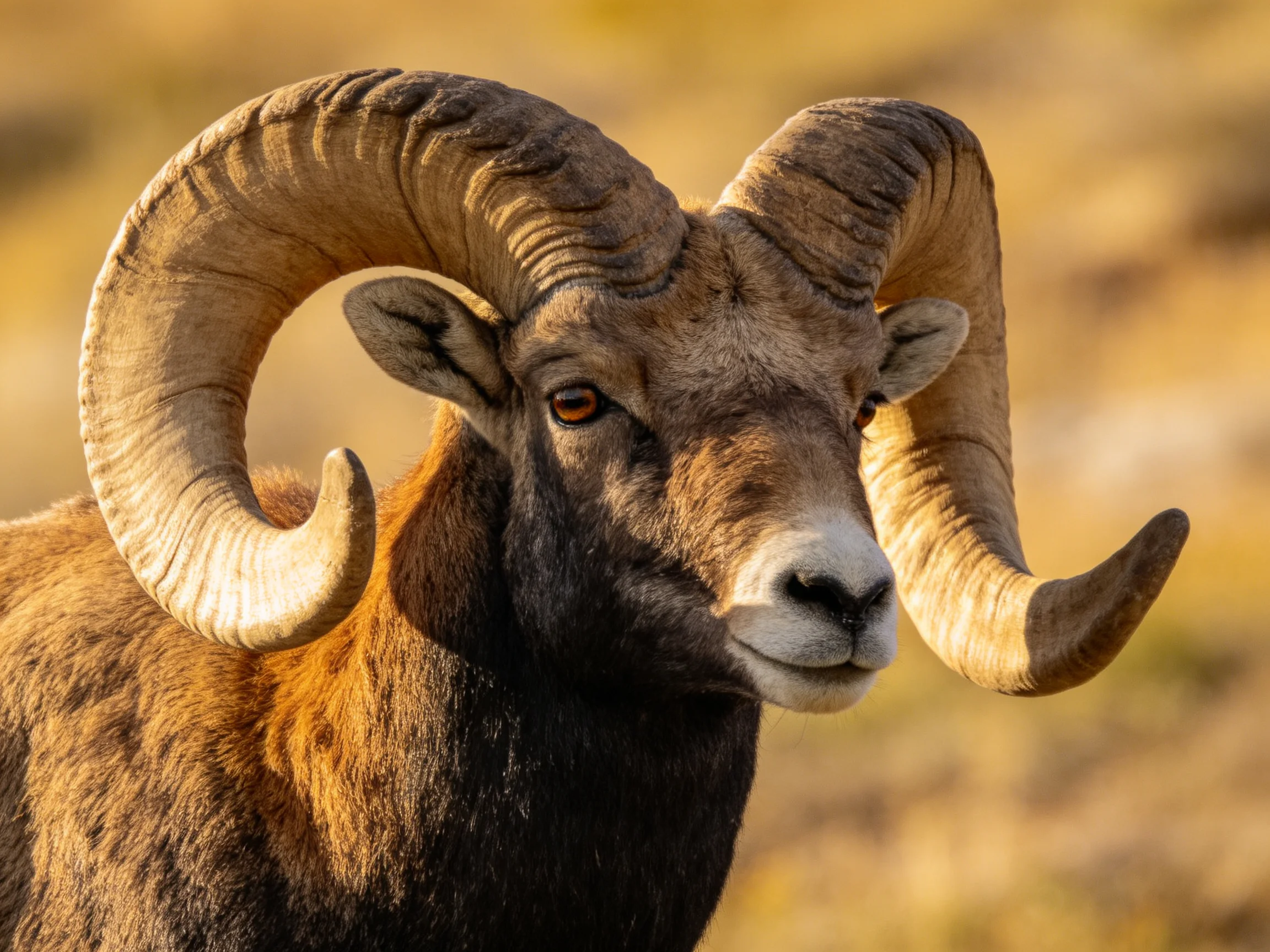 A bighorn ram with massive curved horns and earth-toned fur
