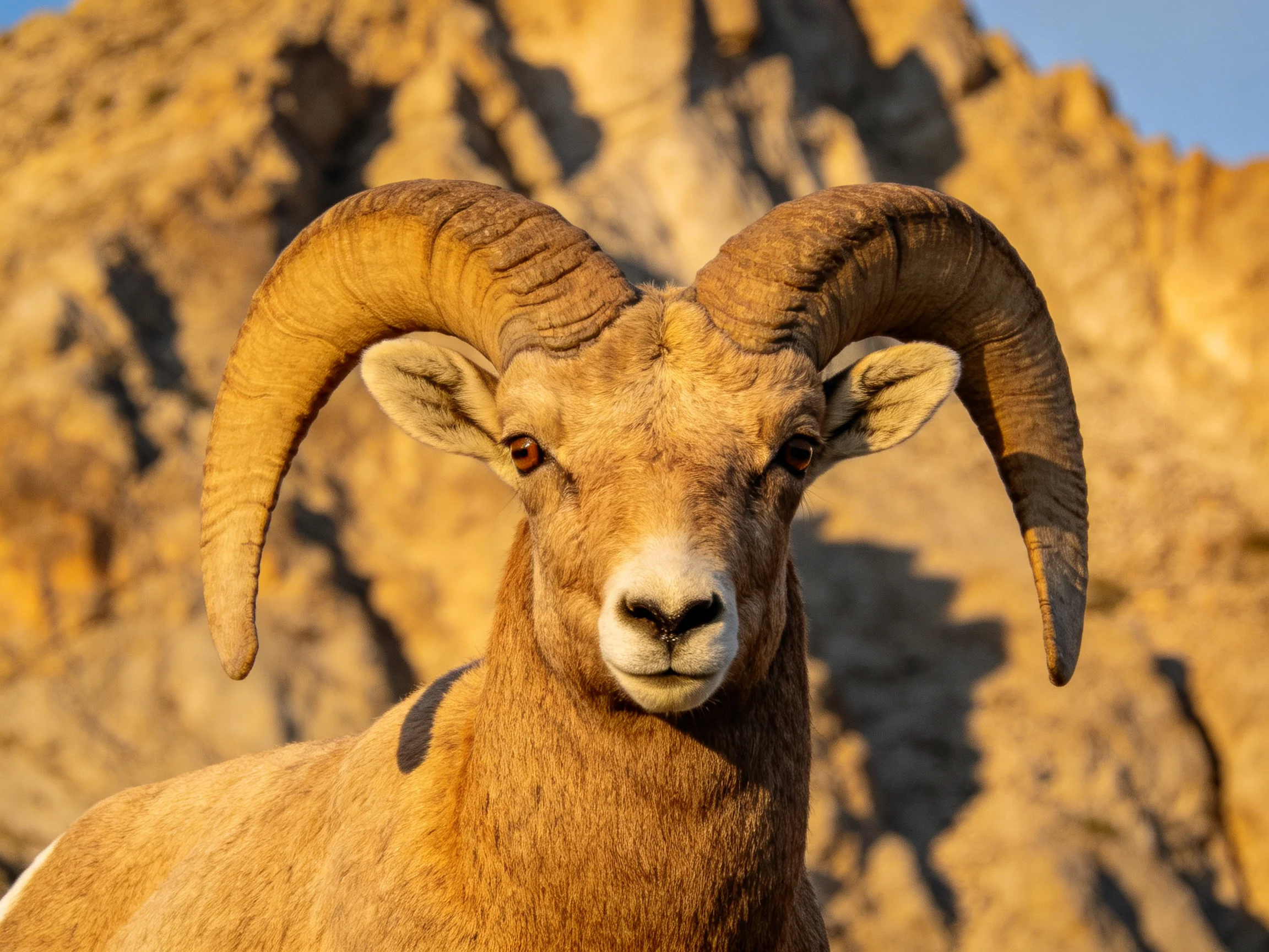 A bighorn ram with massive curved horns beside rugged rocky formations