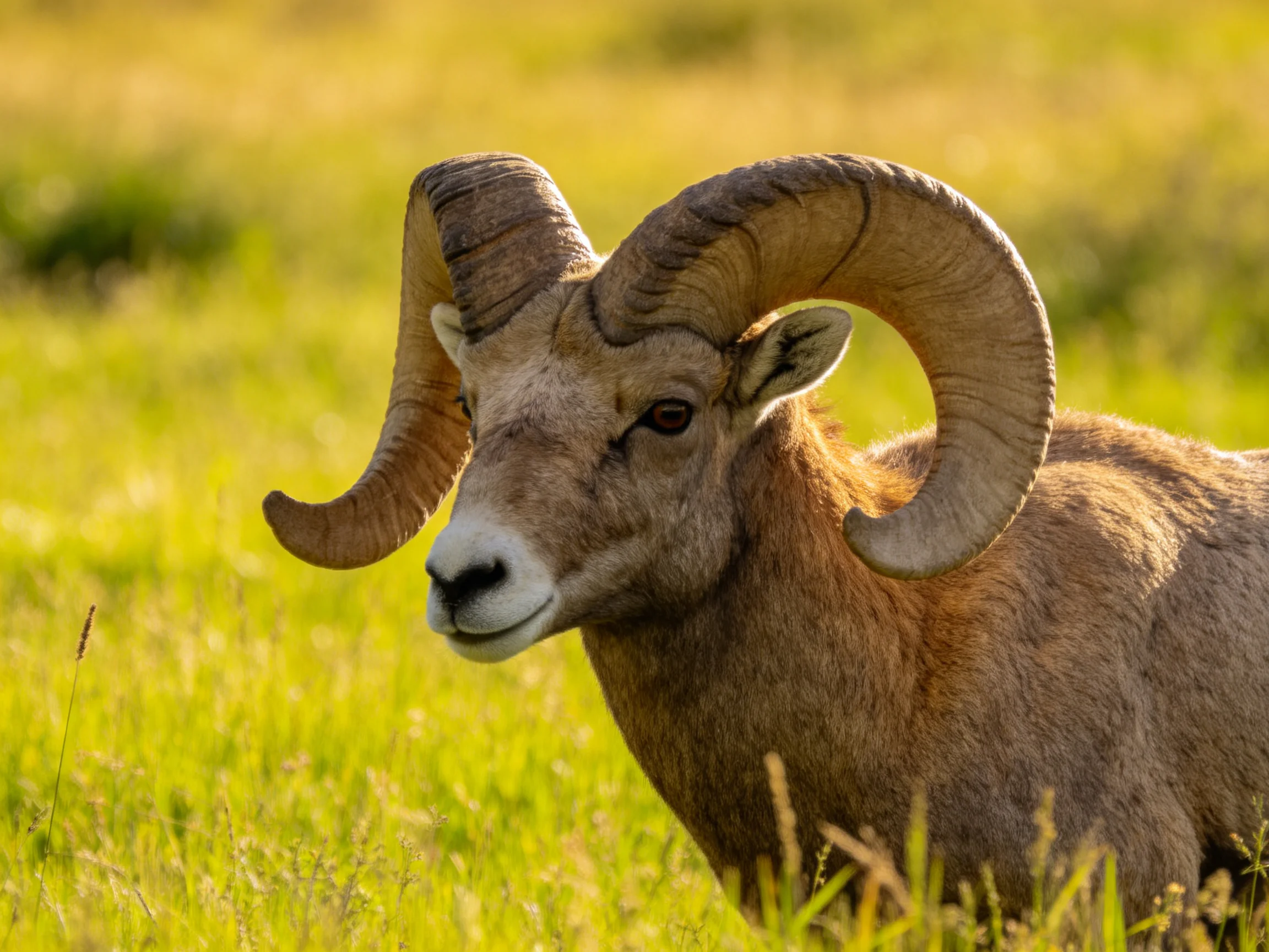 A bighorn ram with massive curved horns in a sunlit meadow