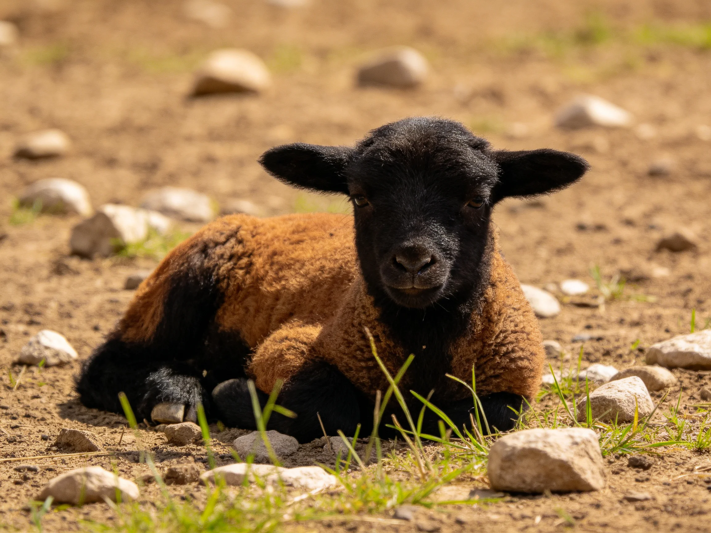 A black-and-brown lamb rests among scattered stones on dusty ground