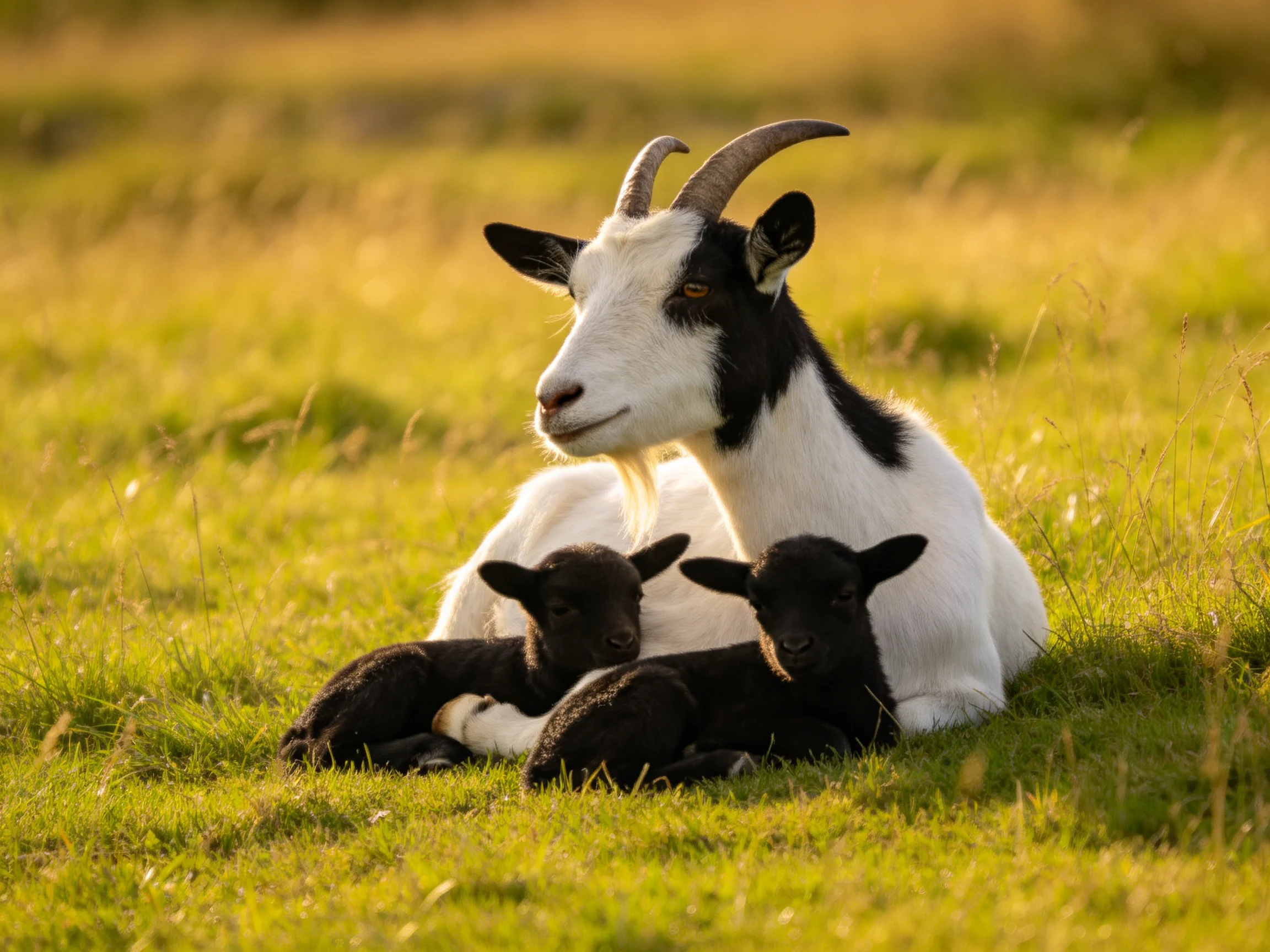 A black - and - white goat rests with two black lambs in golden grass