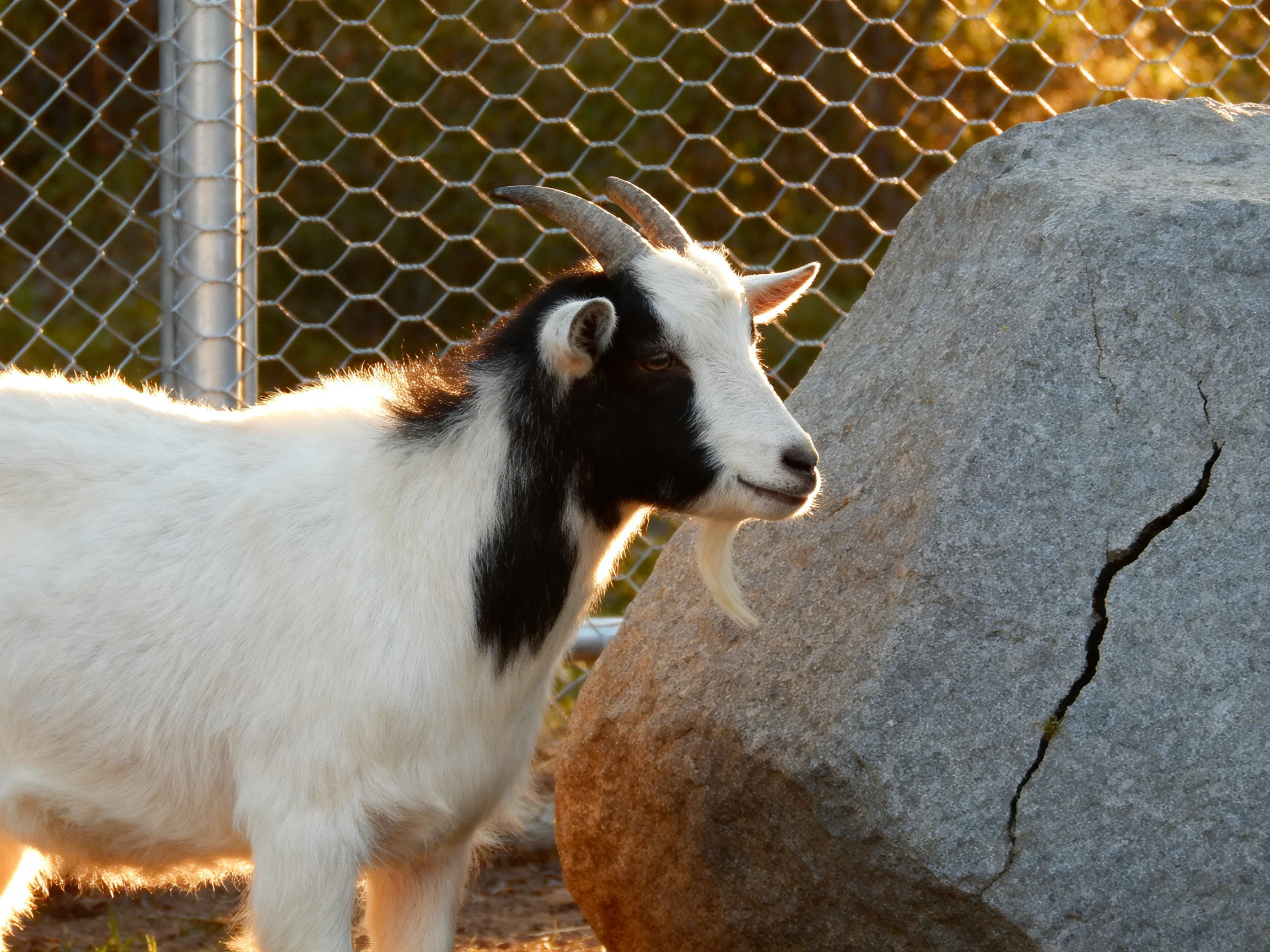 A black-and-white goat stands near a large gray rock by a wire fence