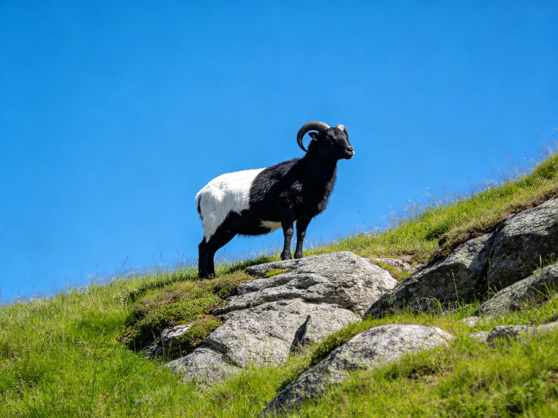 A black-and-white goat stands on rocky terrain with clear blue sky