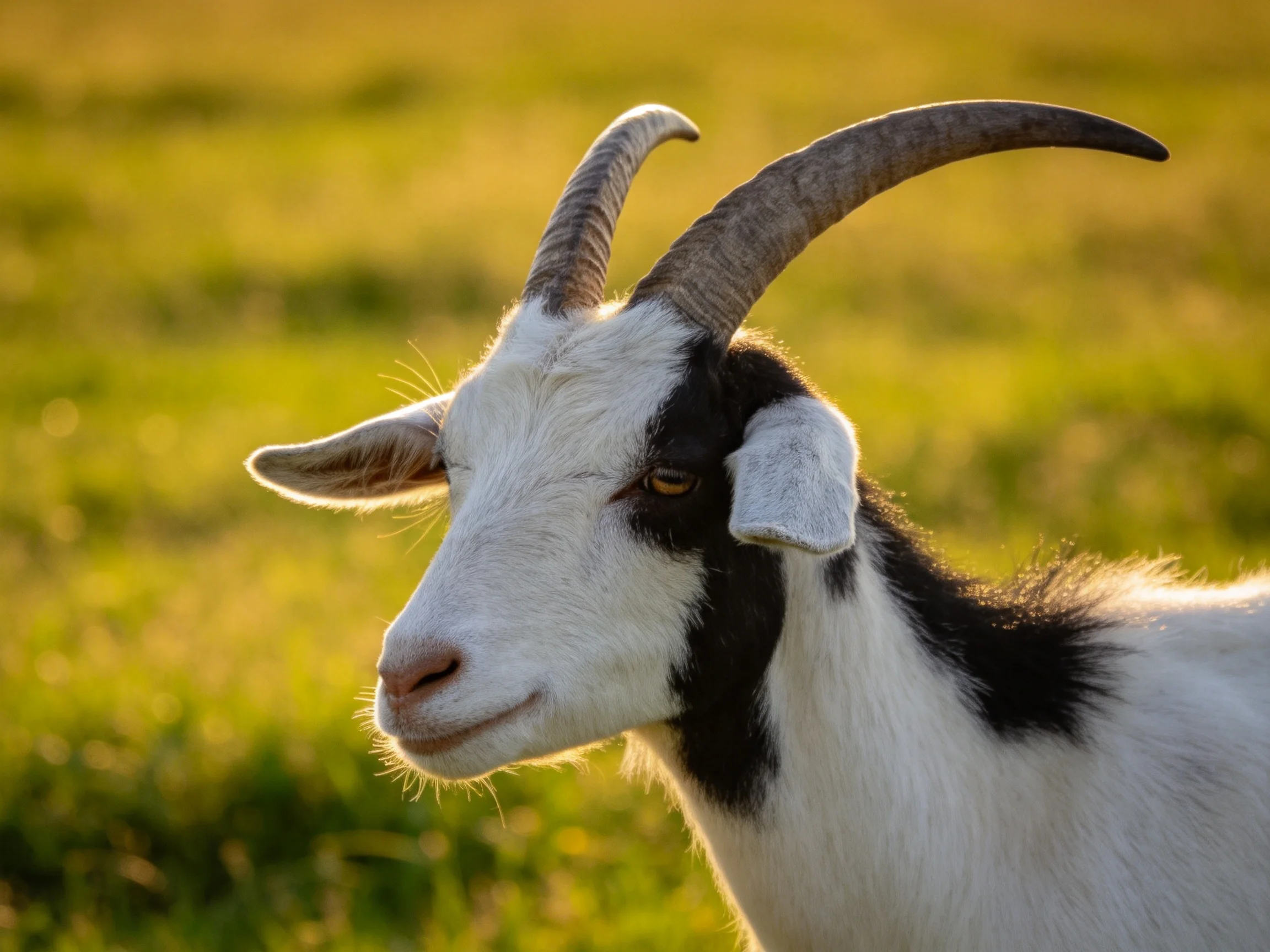 A black-and-white goat with curved horns in a sunlit meadow