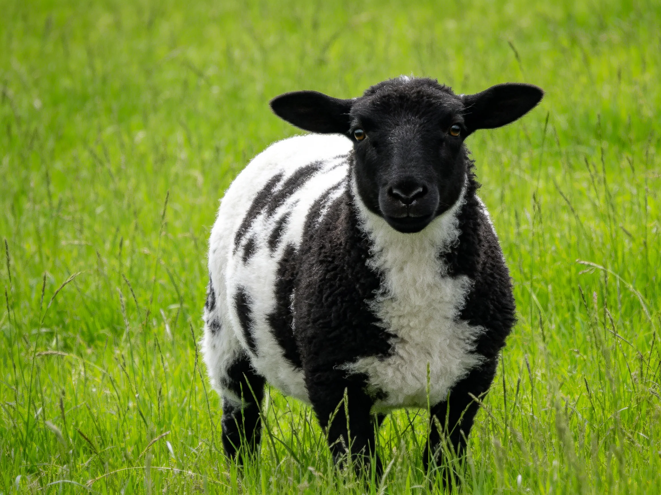 A black and white lamb stands in a lush green meadow.