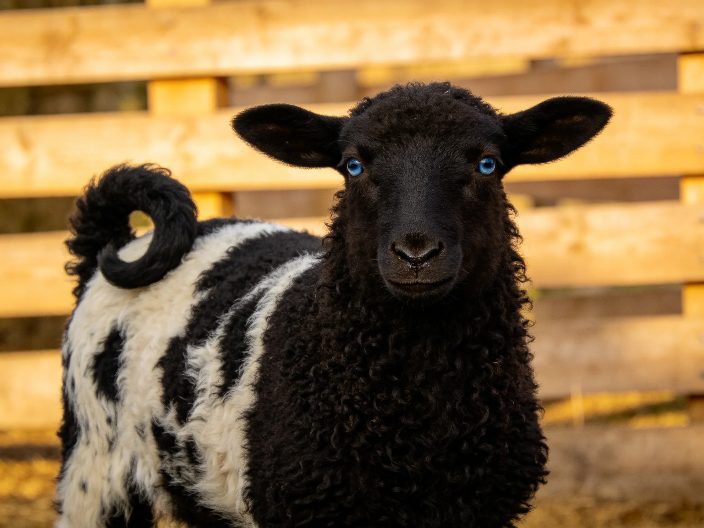 A black-and-white lamb with bright blue eyes near a wooden fence