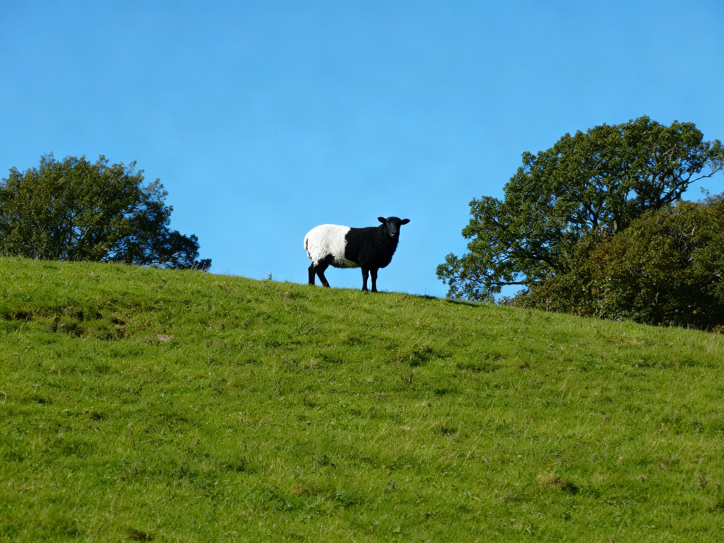 A black - and - white sheep on a verdant hillside beneath a clear blue sky