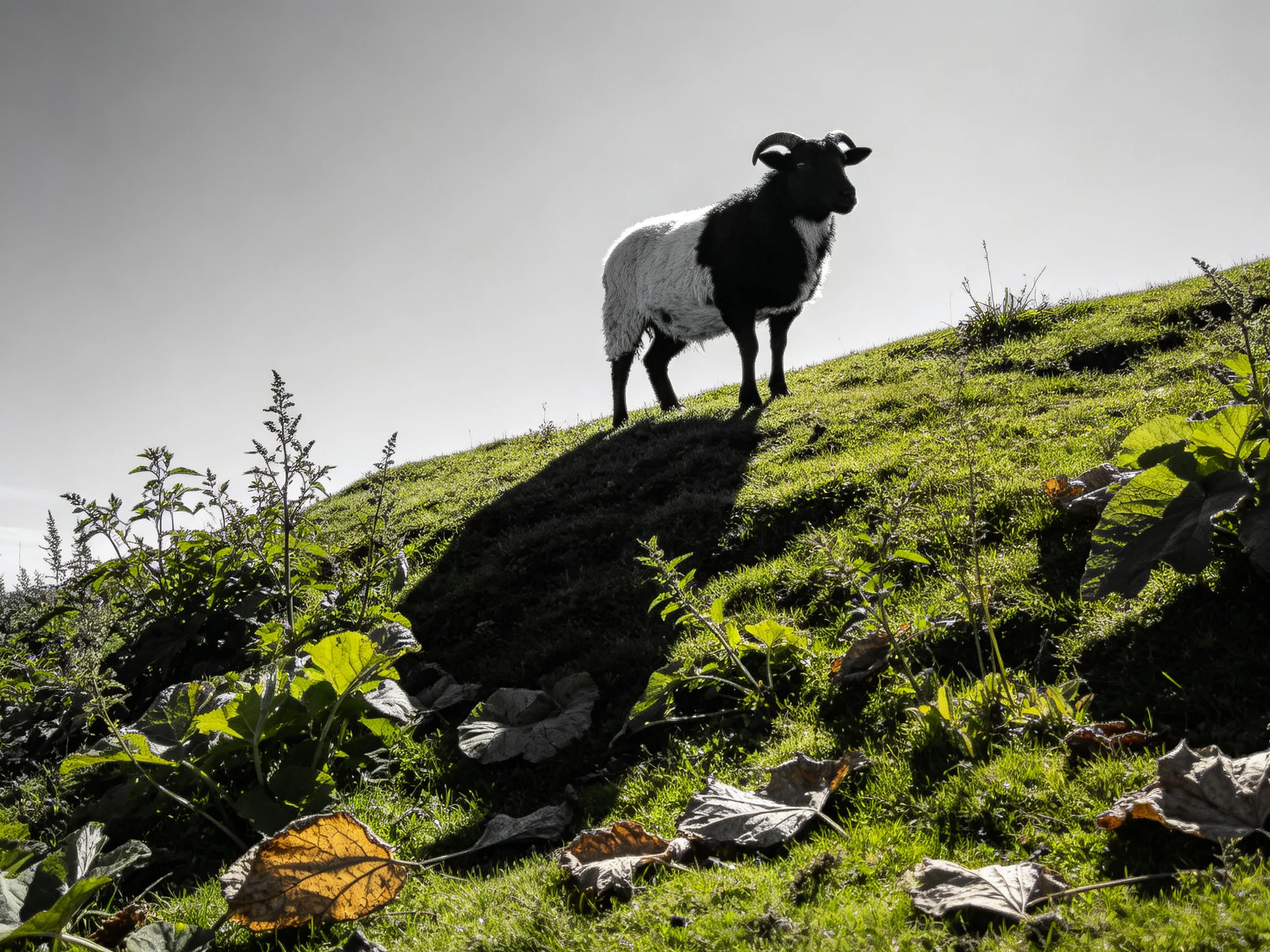 A black-and-white sheep stands on a grassy hill with surrounding plants.