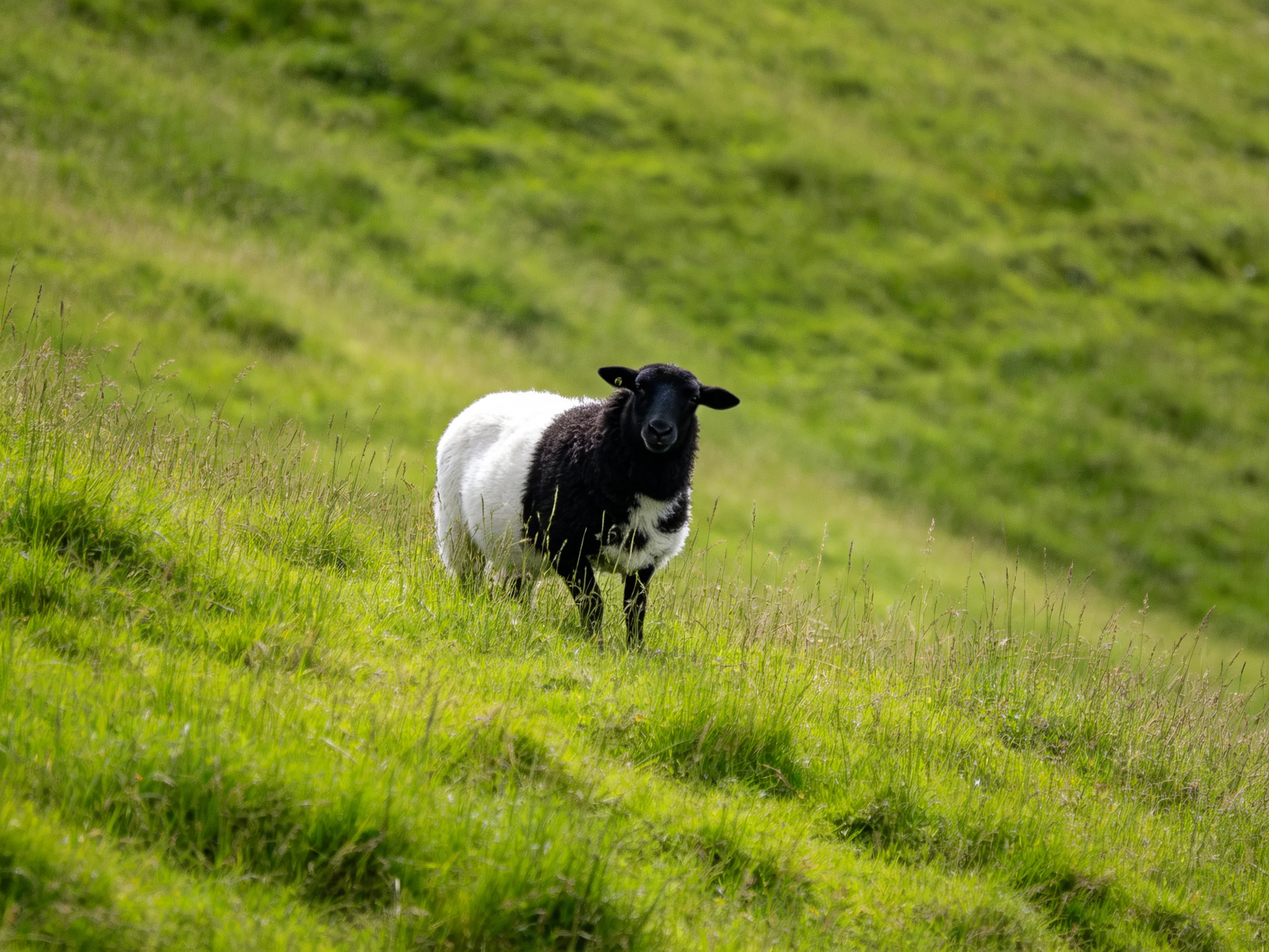 A black and white sheep stands in a sunlit green pasture.