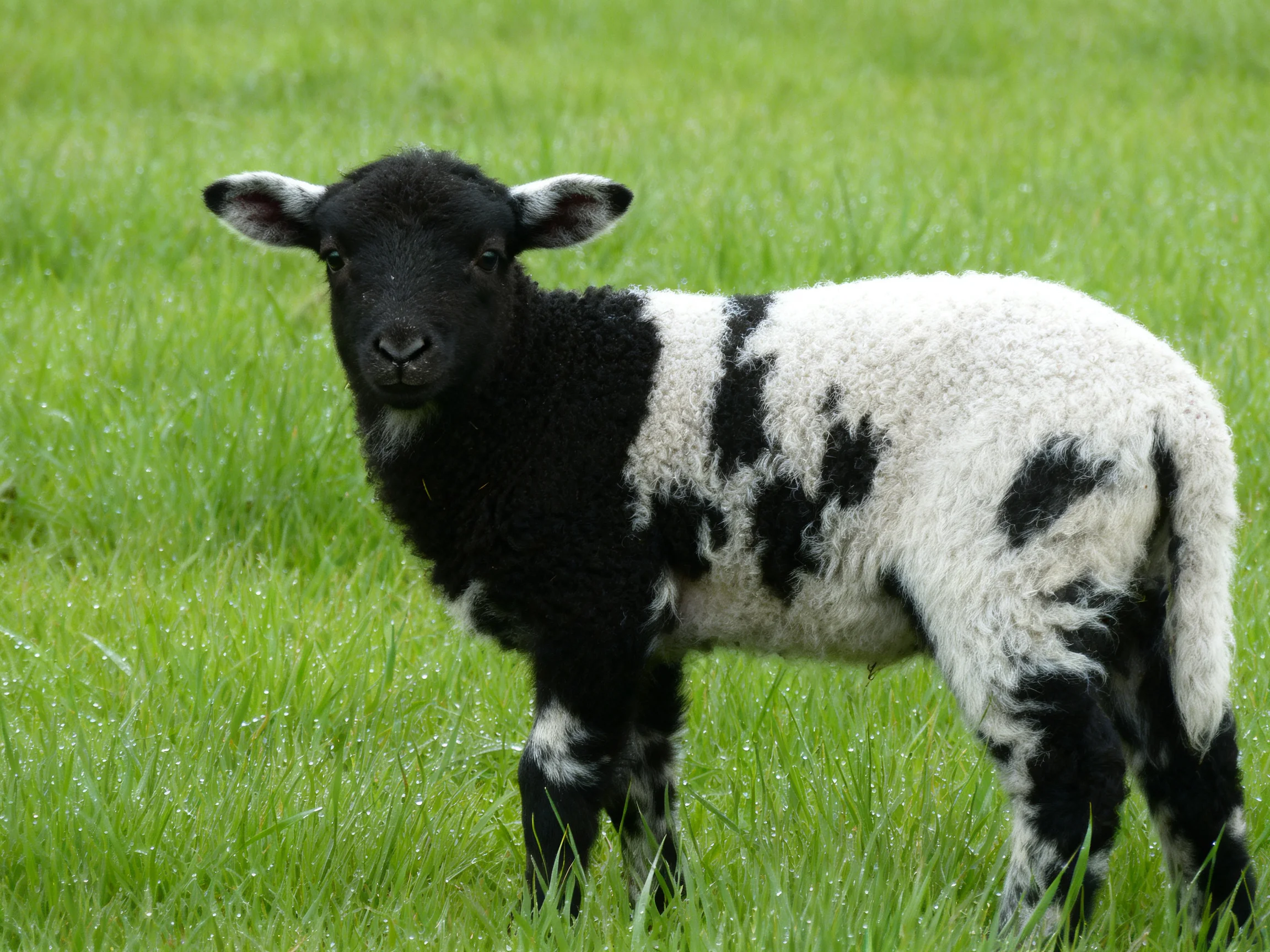 A black and white spotted lamb in lush green grass