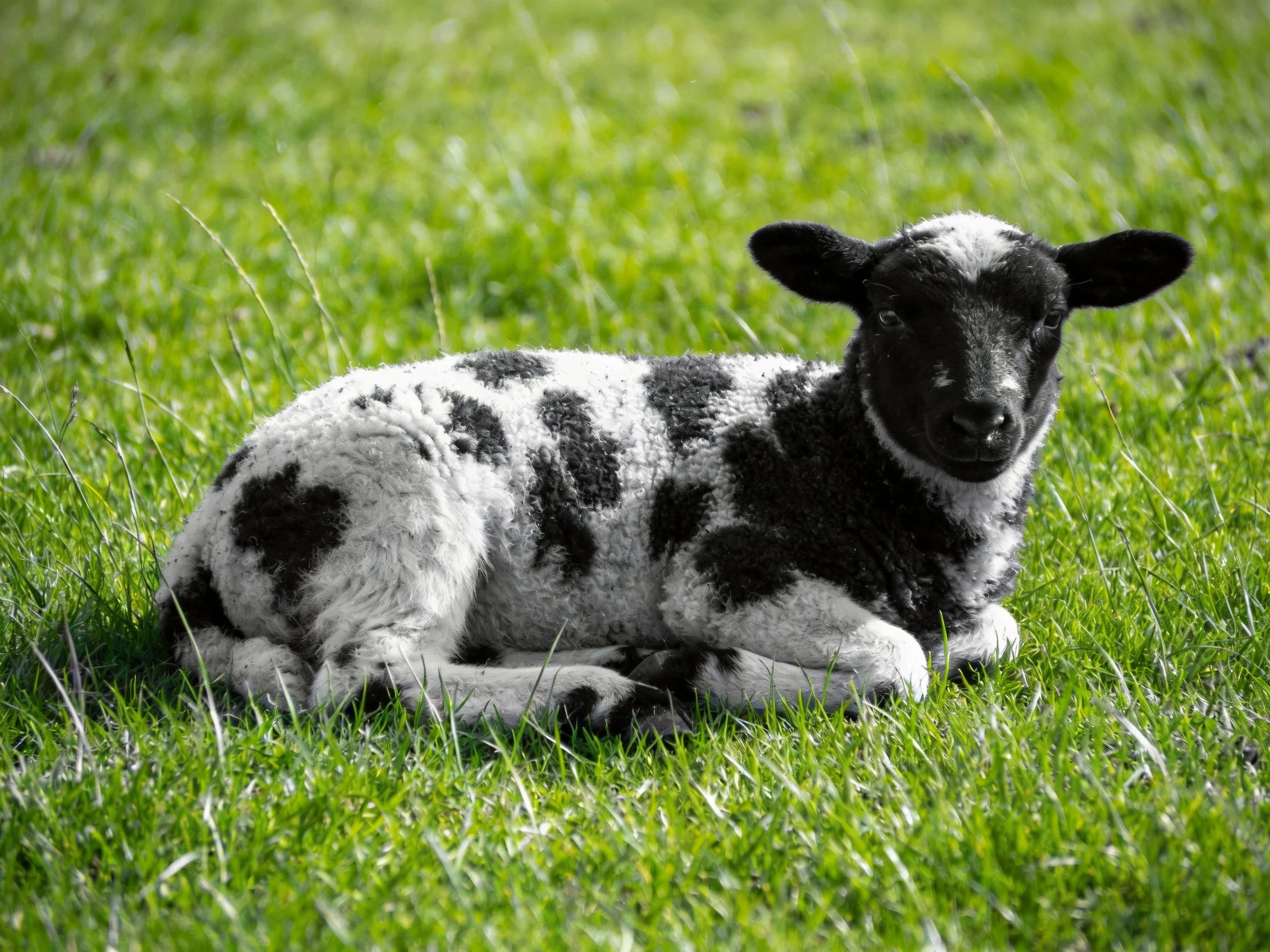 A black and white spotted lamb resting on lush green grass