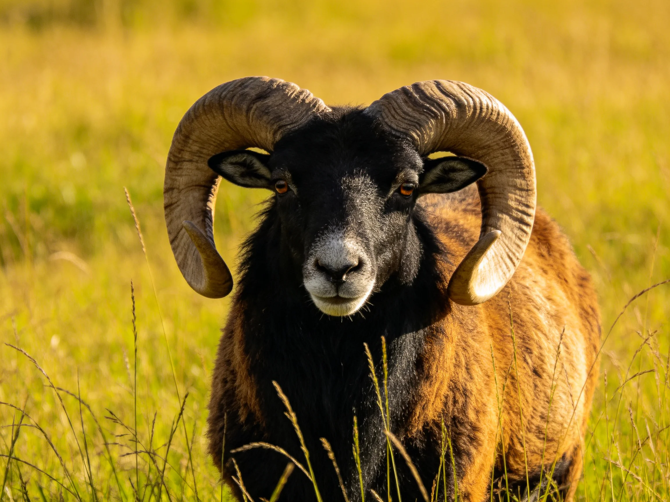 A black-brown ram with large curved horns in sunny grassland