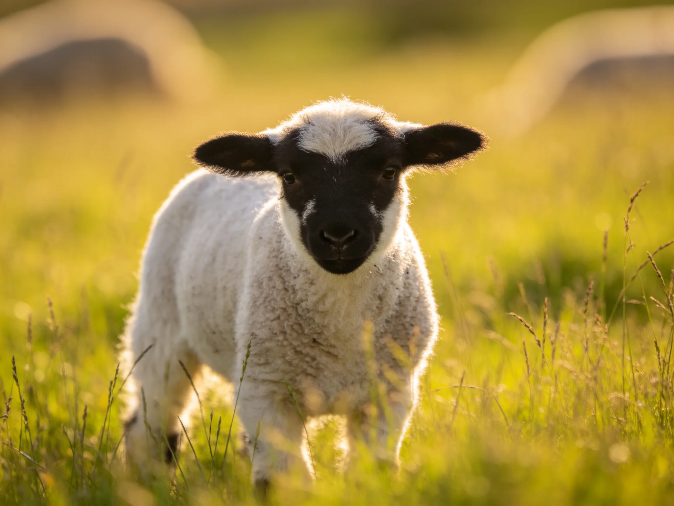 A black-faced lamb in a sunlit green meadow