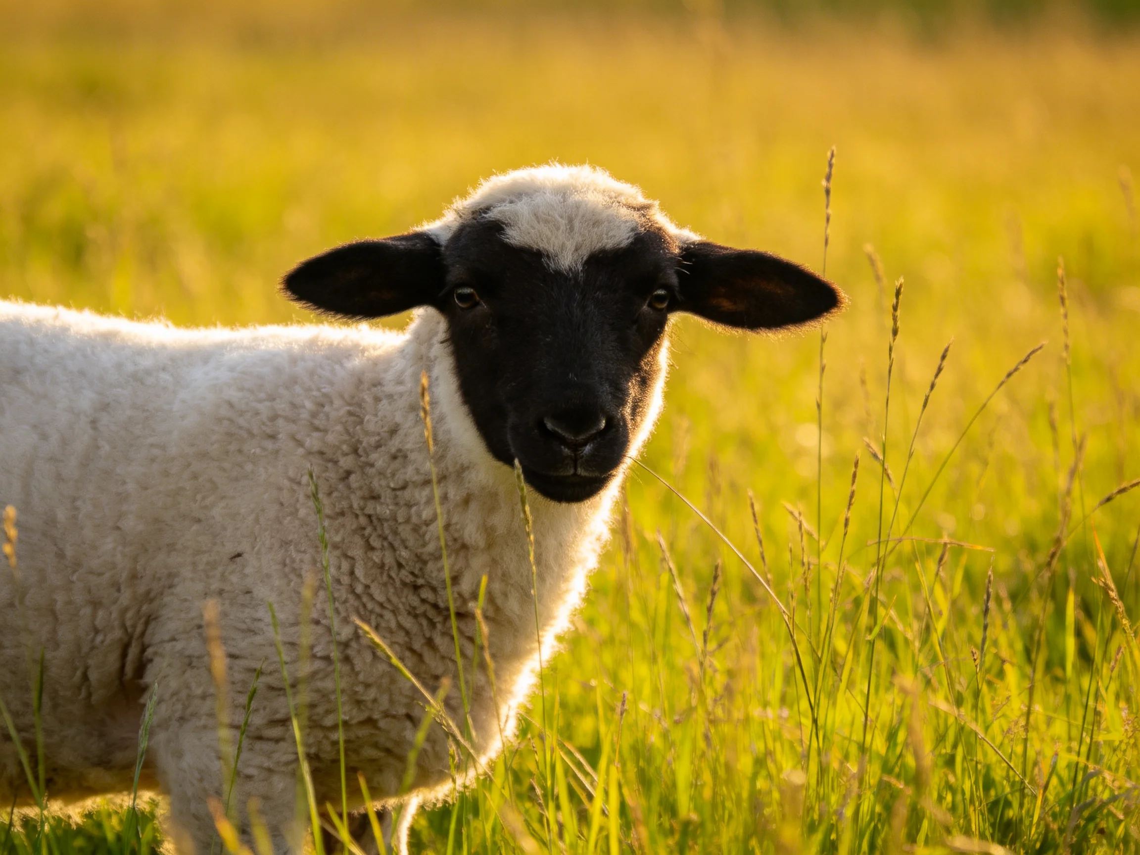 A black-faced lamb in sunlit golden meadow grass