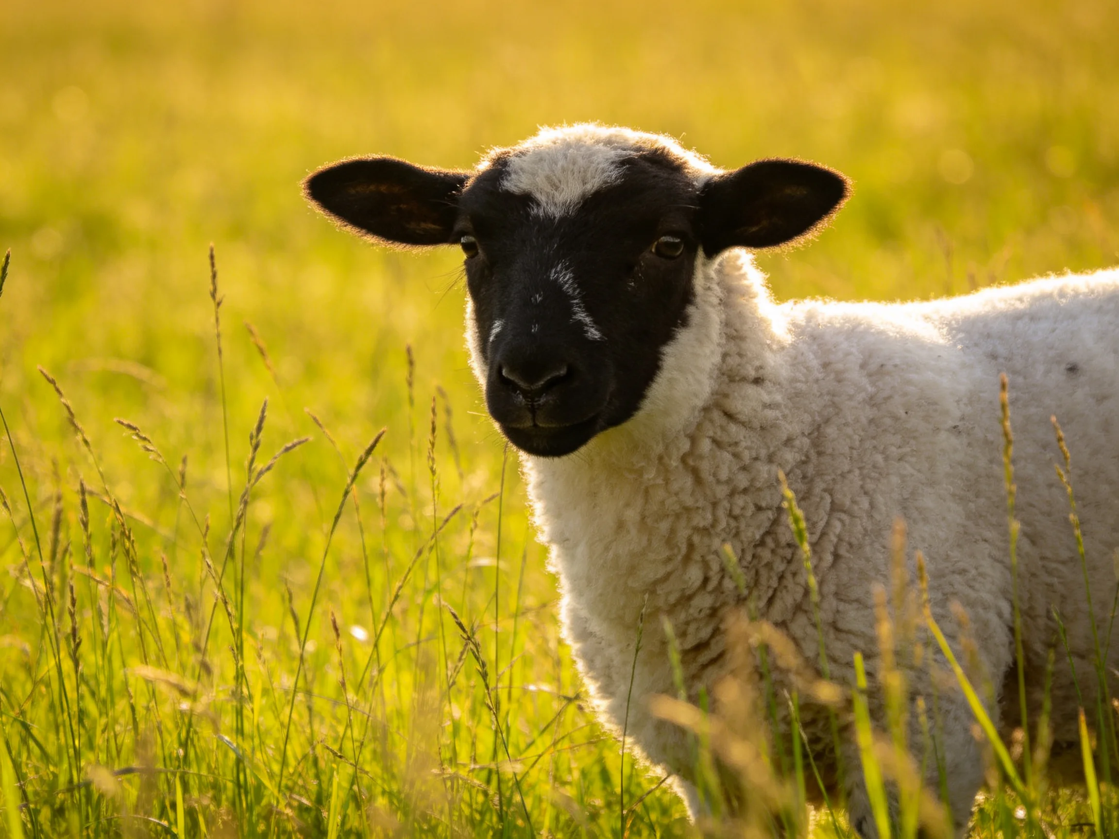 A black-faced lamb in sunlit golden meadow grass
