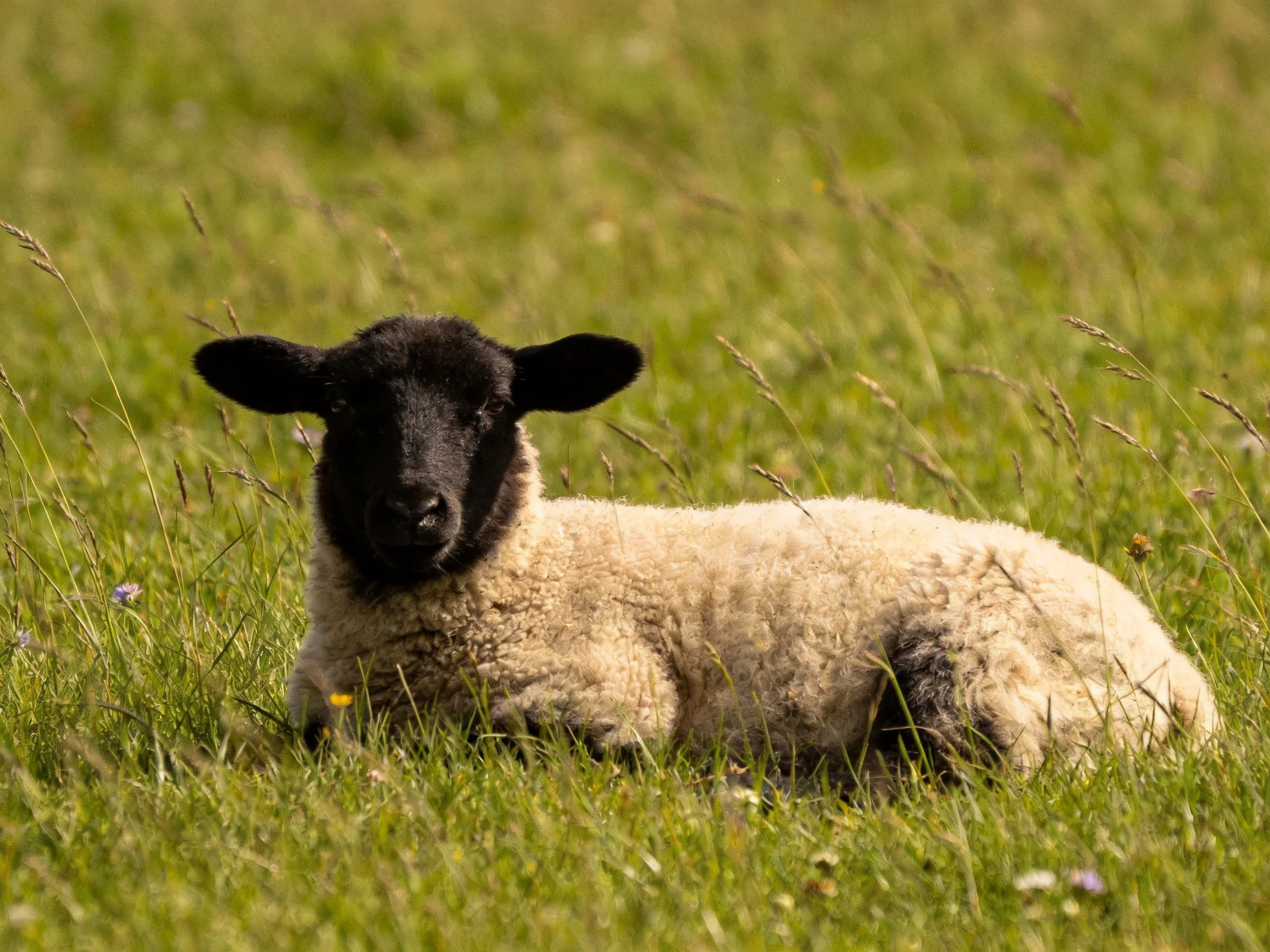 A black-faced lamb lies in a sunlit grassy meadow