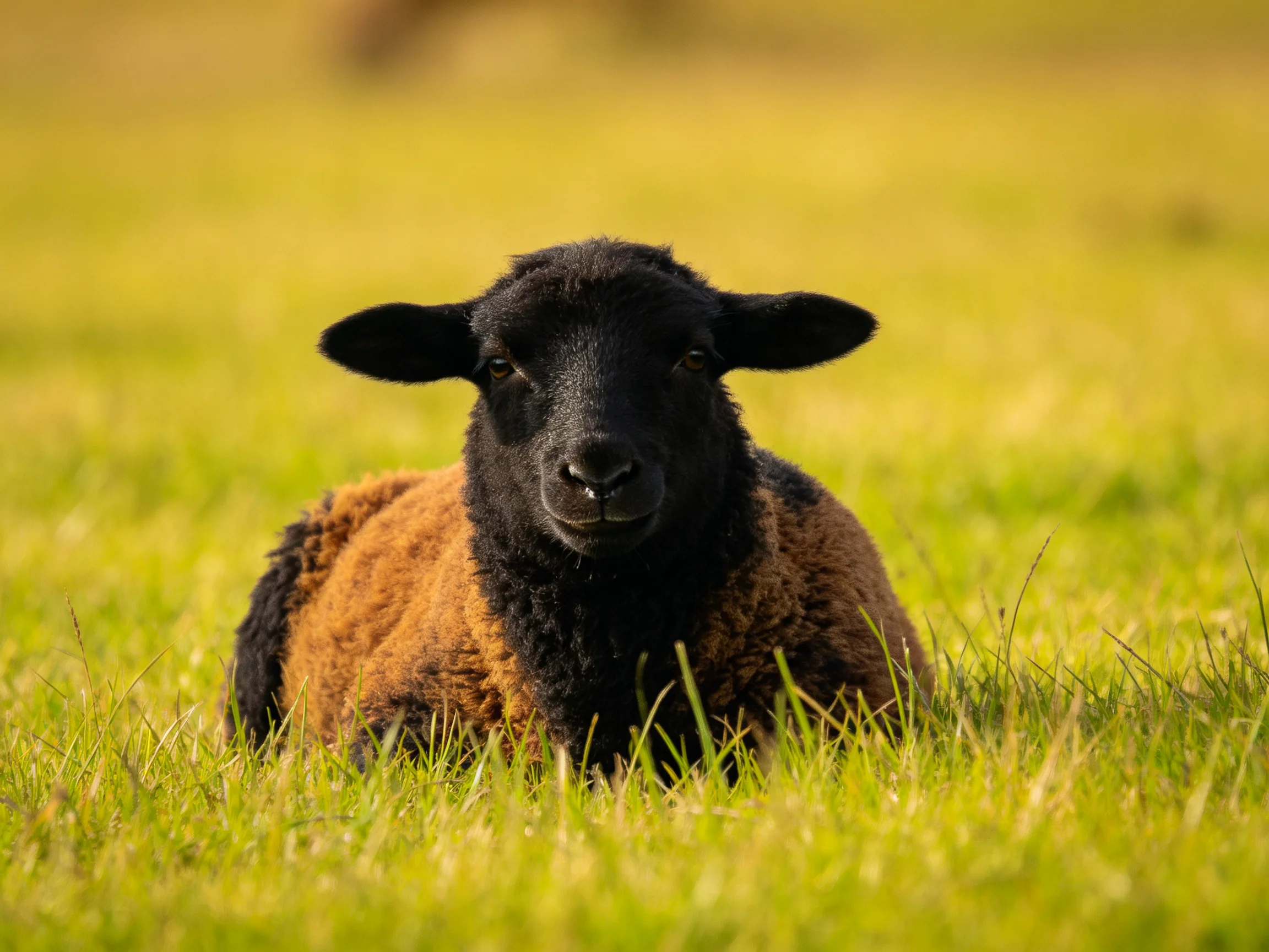 A black-faced lamb rests in golden-green meadow grass