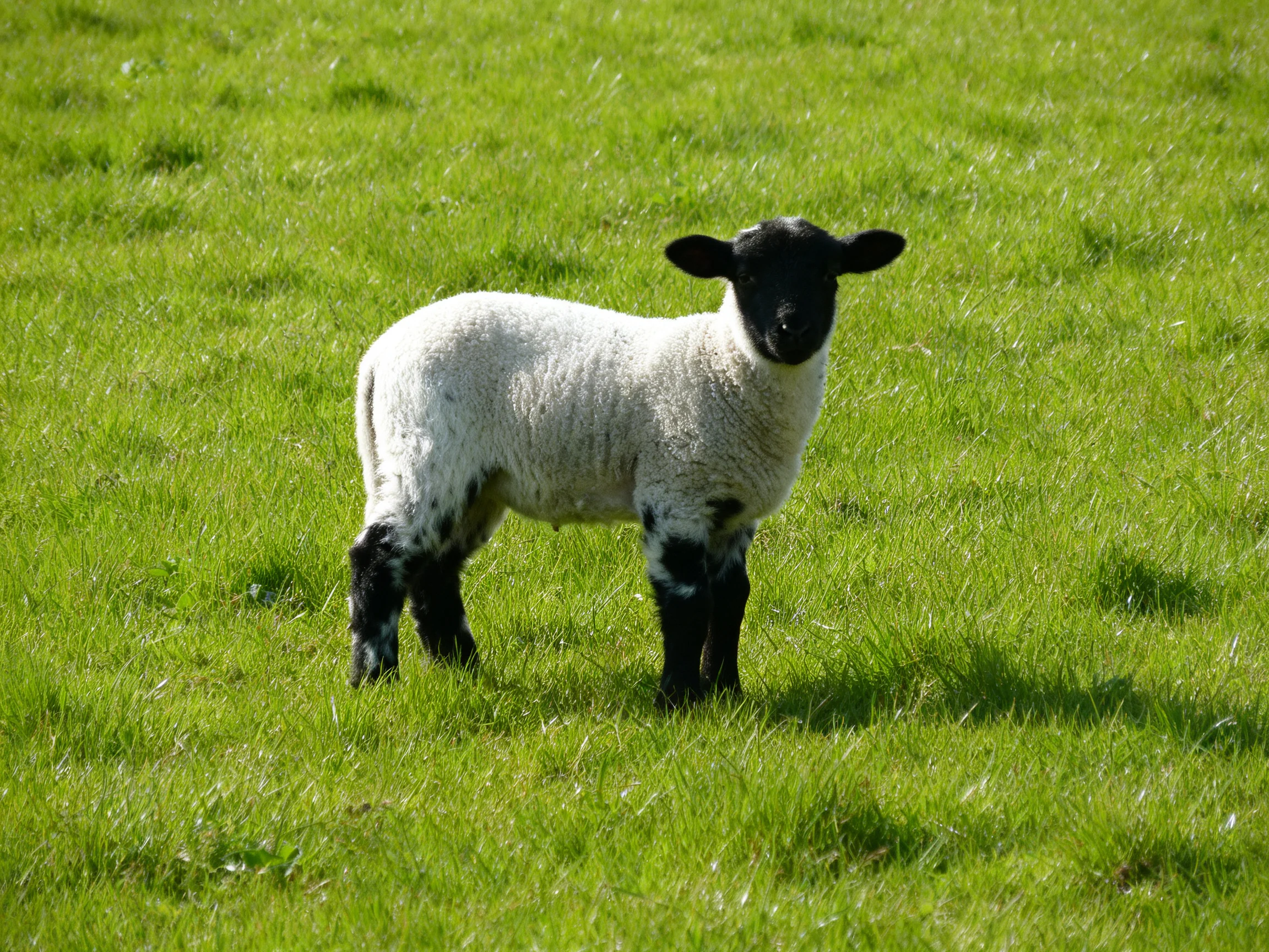 A black-faced lamb stands in lush green grass