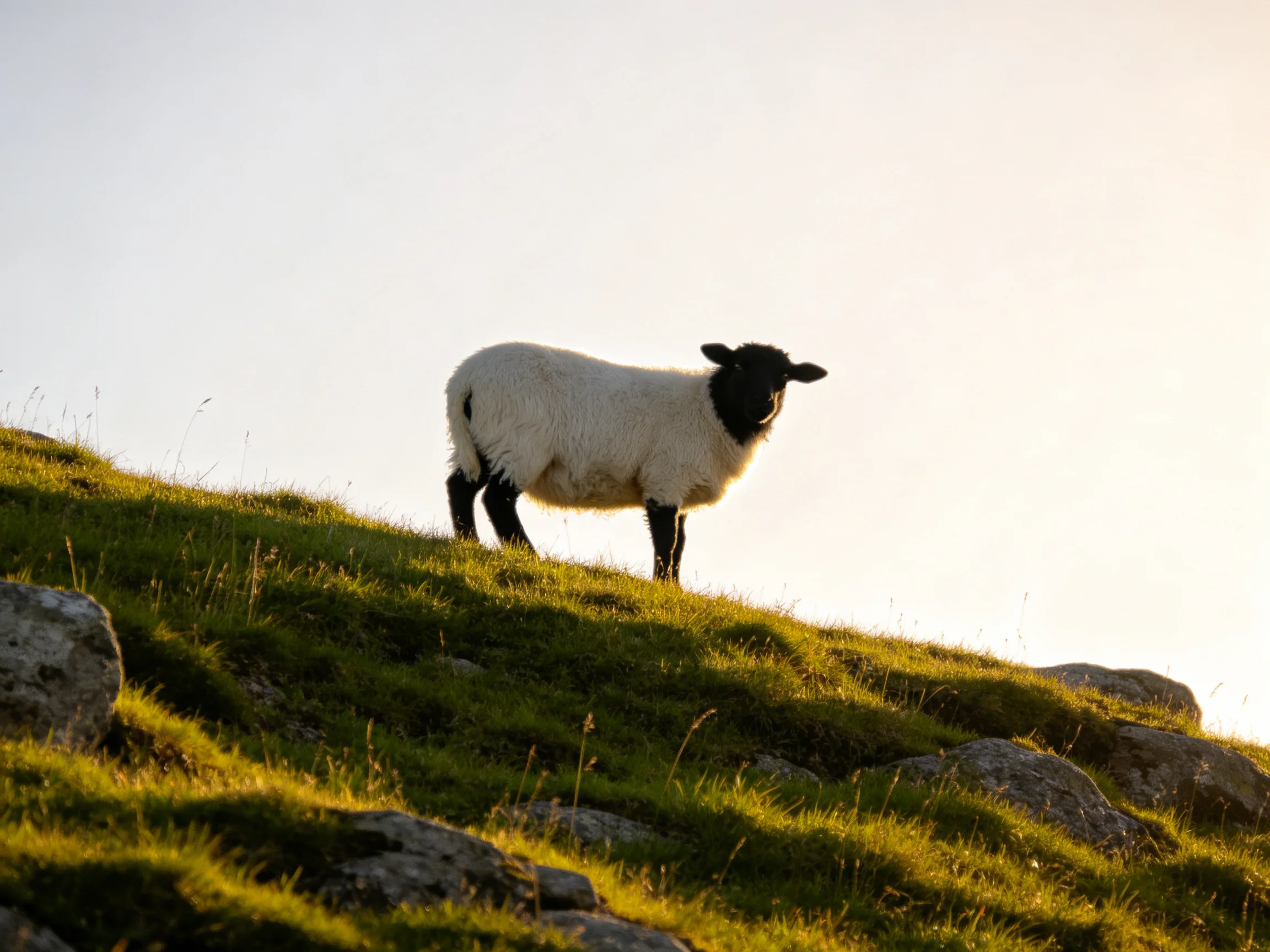 A black-faced lamb stands on a mossy rocky hillside