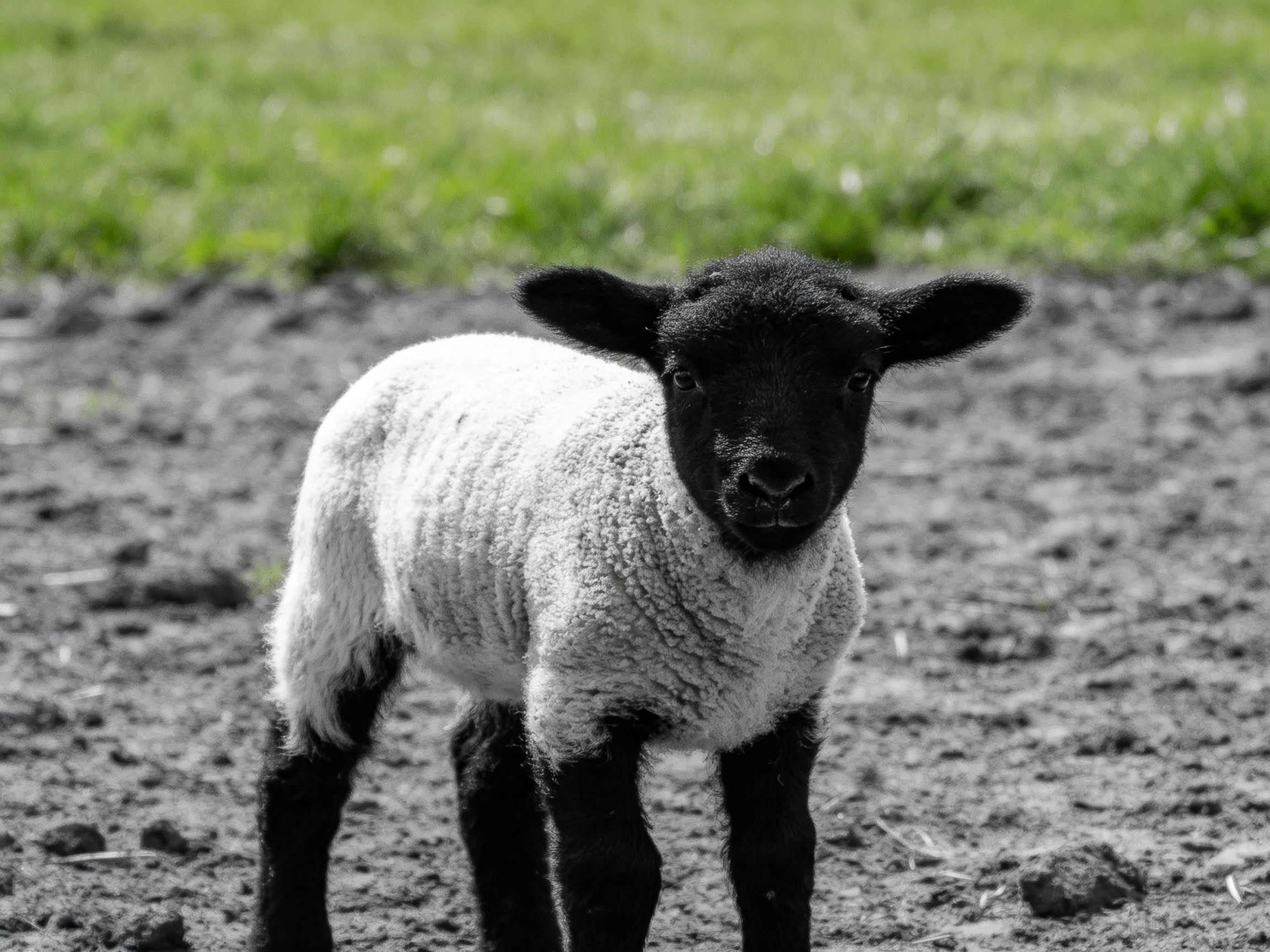 A black-faced lamb stands on gray soil near green grass