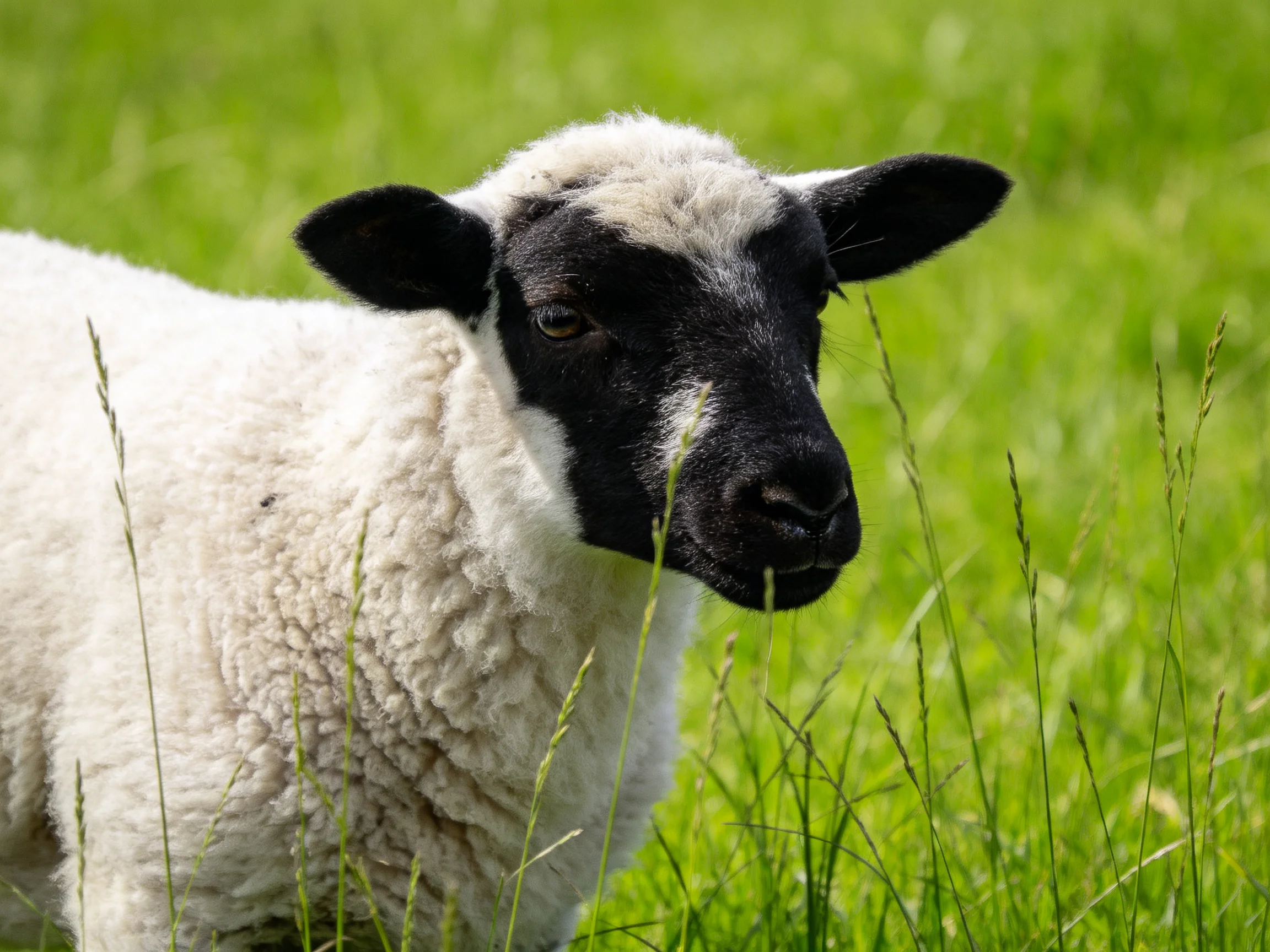 A black-faced lamb with fluffy white wool in lush green grass