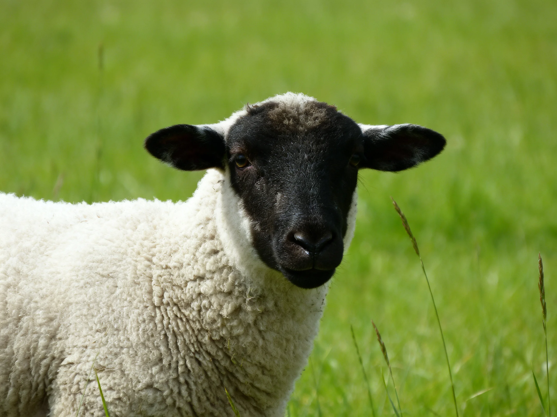 A black-faced lamb with white wool in a verdant grassy field