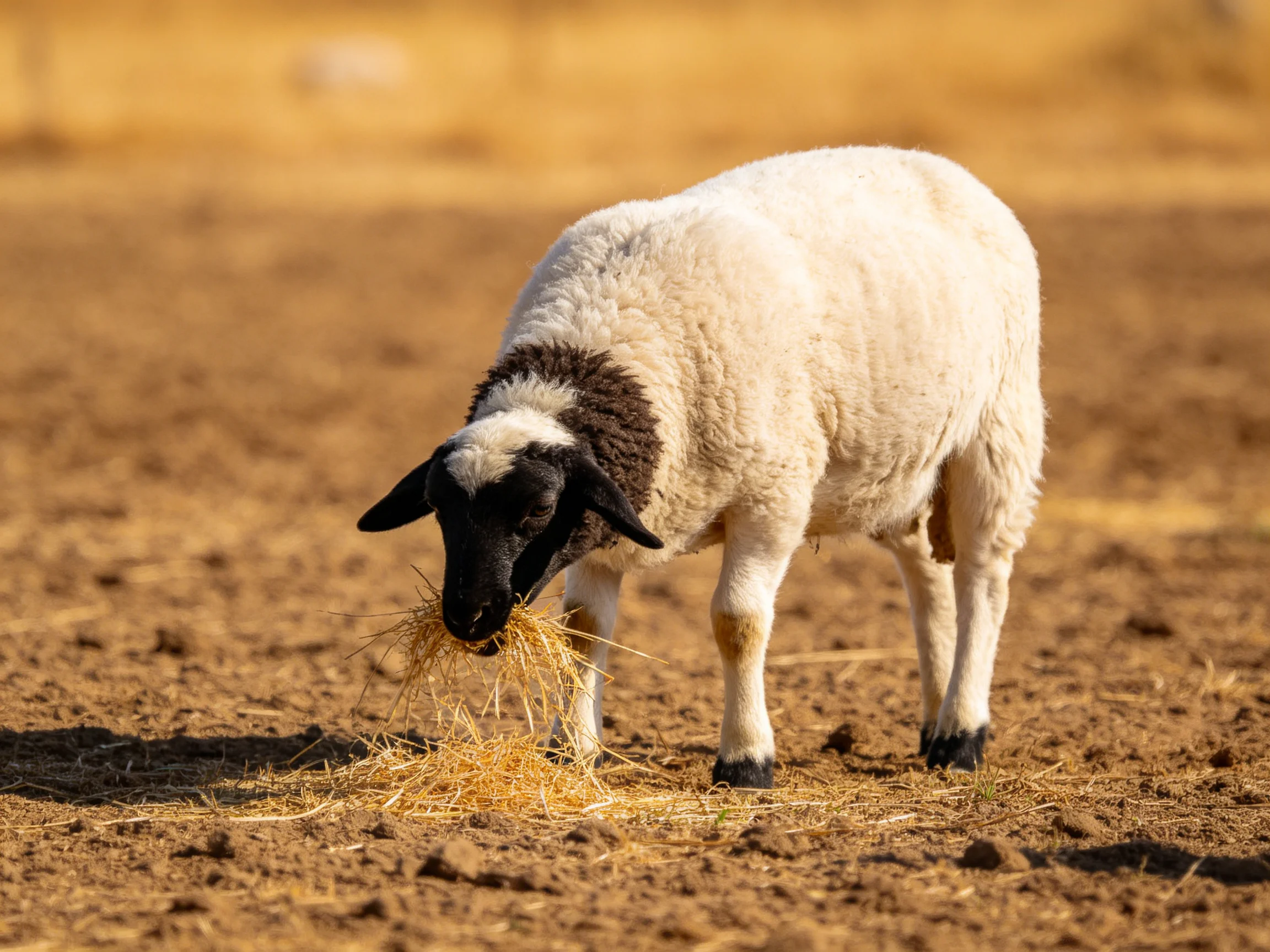 A black-faced sheep eats golden hay on dry brown earth