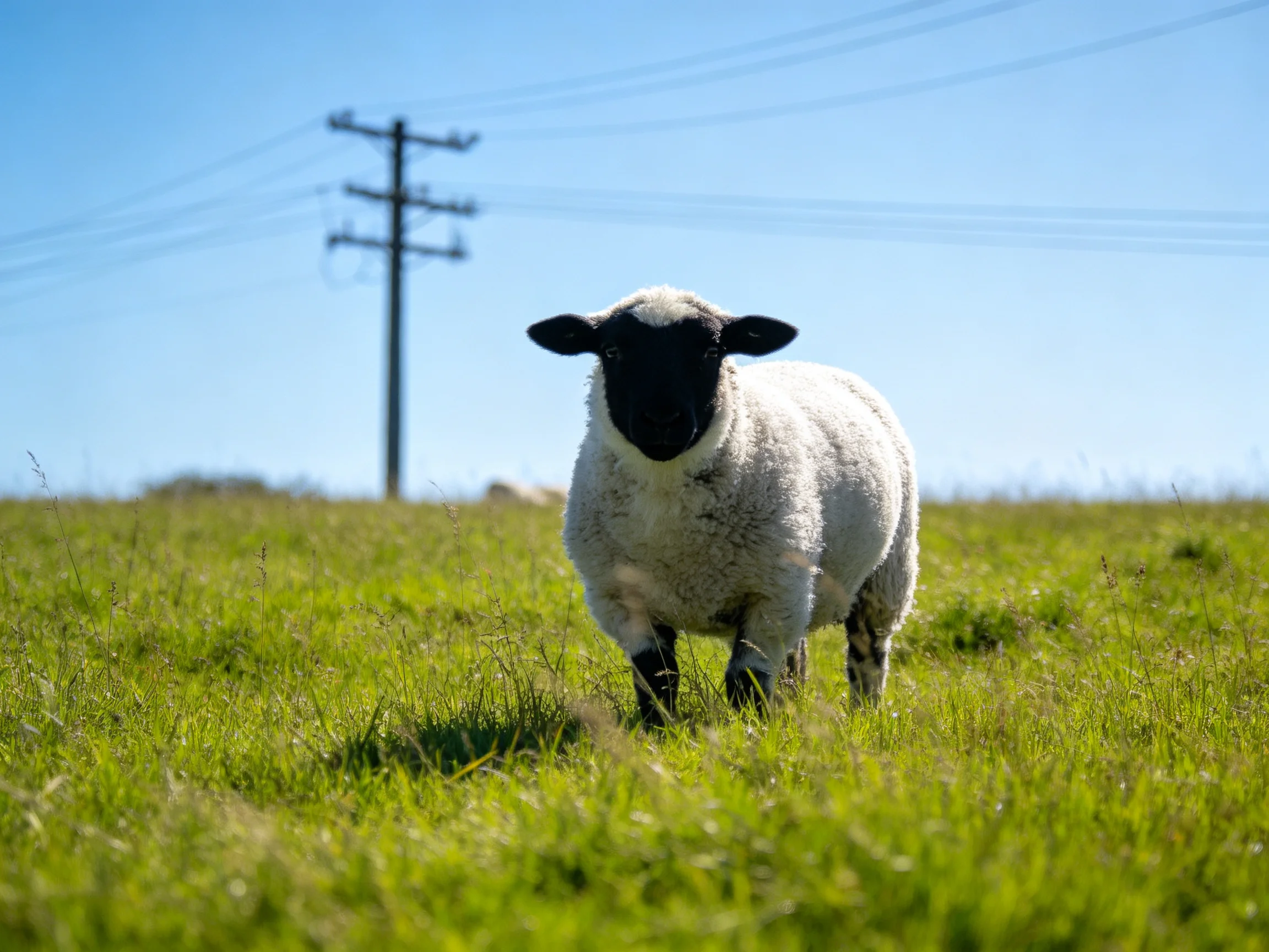 A black-faced sheep in lush green grass near a utility pole