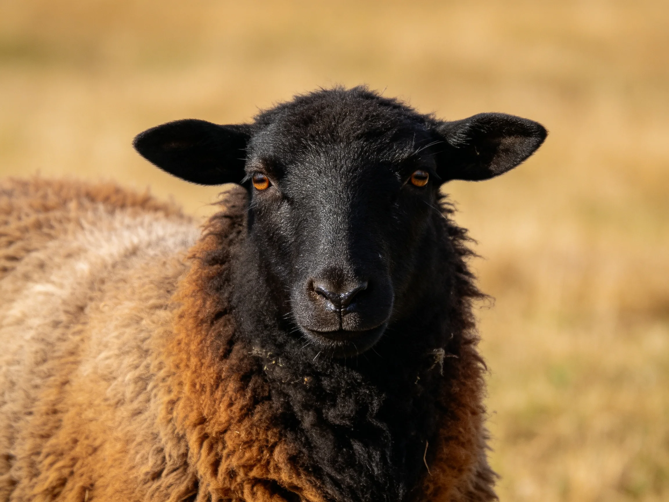 A black-faced sheep with brown wool in a sunlit golden field
