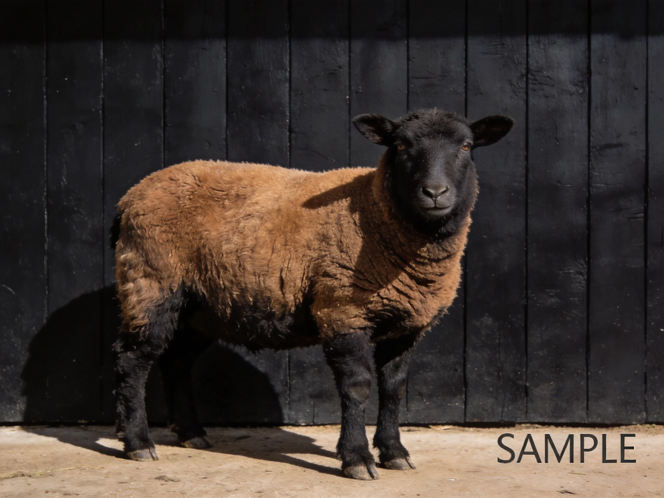 A black-faced sheep with brown wool stands before a dark wooden wall