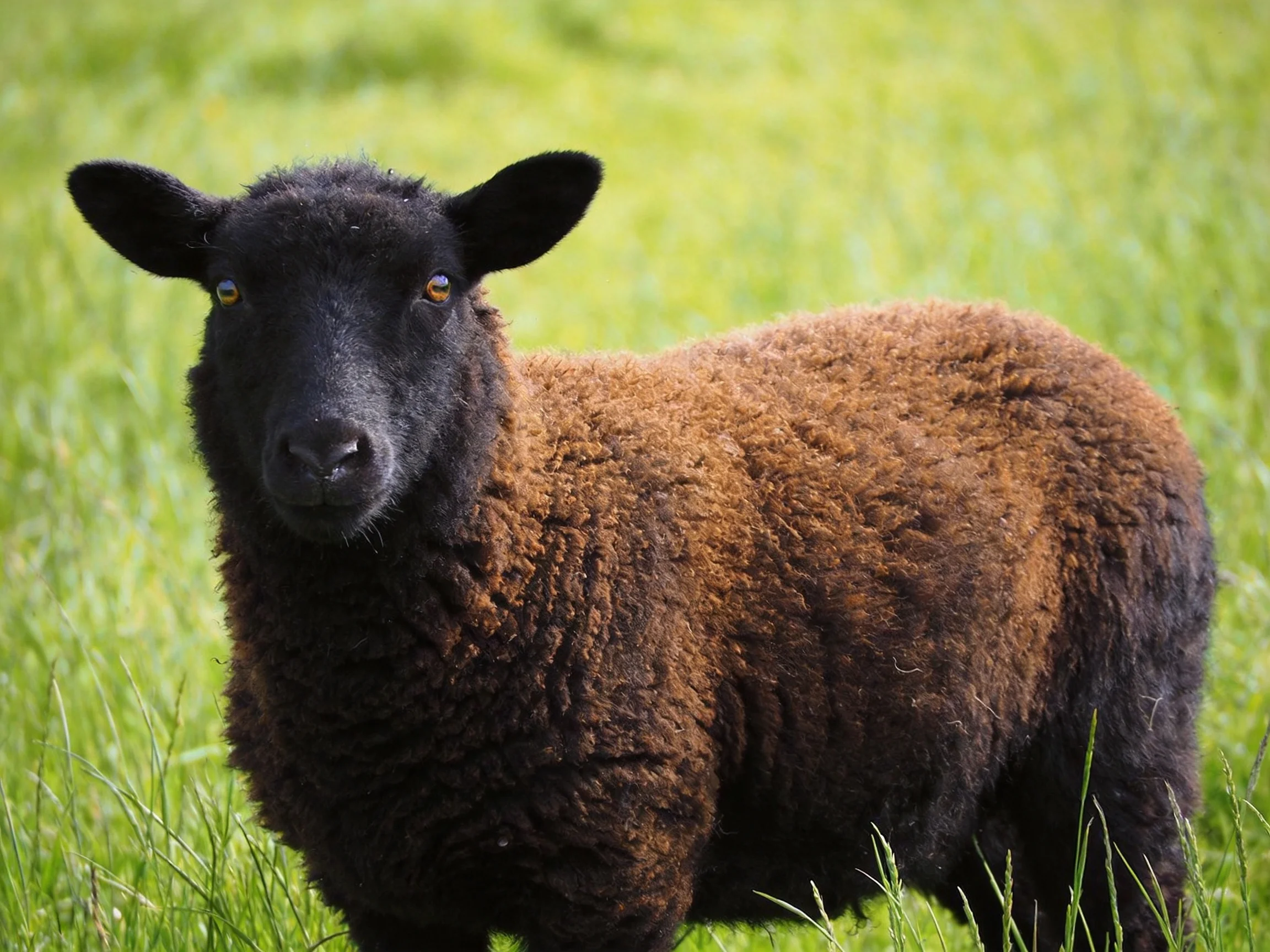 A black-faced sheep with brown wool stands in lush green grass